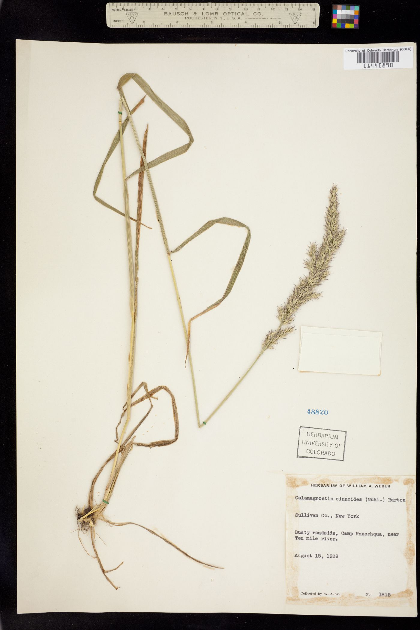 Calamagrostis canadensis image