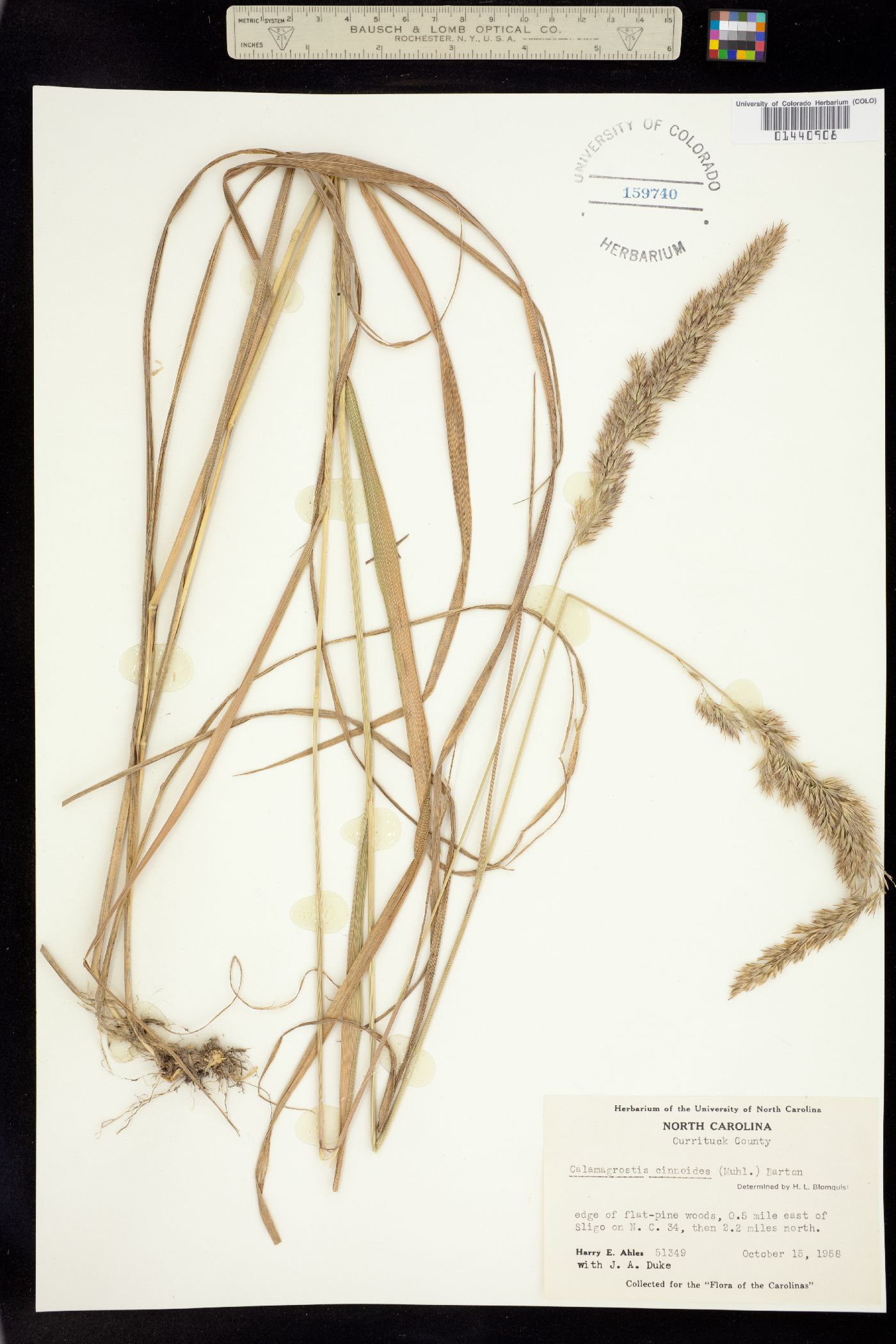 Calamagrostis canadensis image