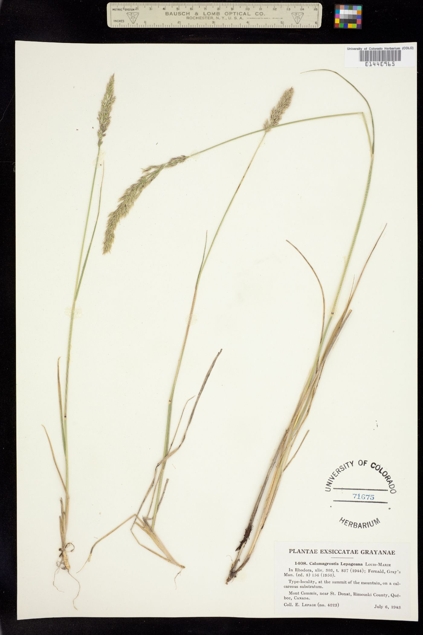 Calamagrostis purpurascens image