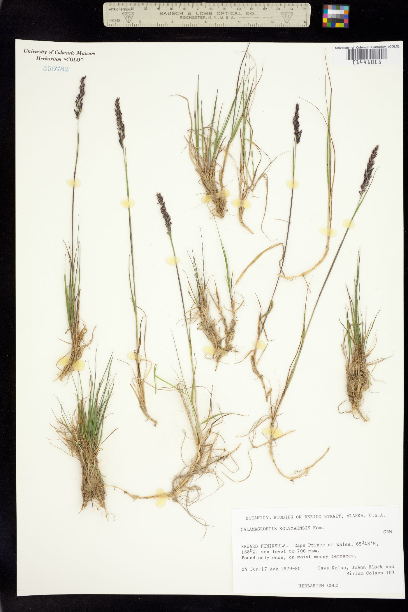 Calamagrostis kolymaensis image