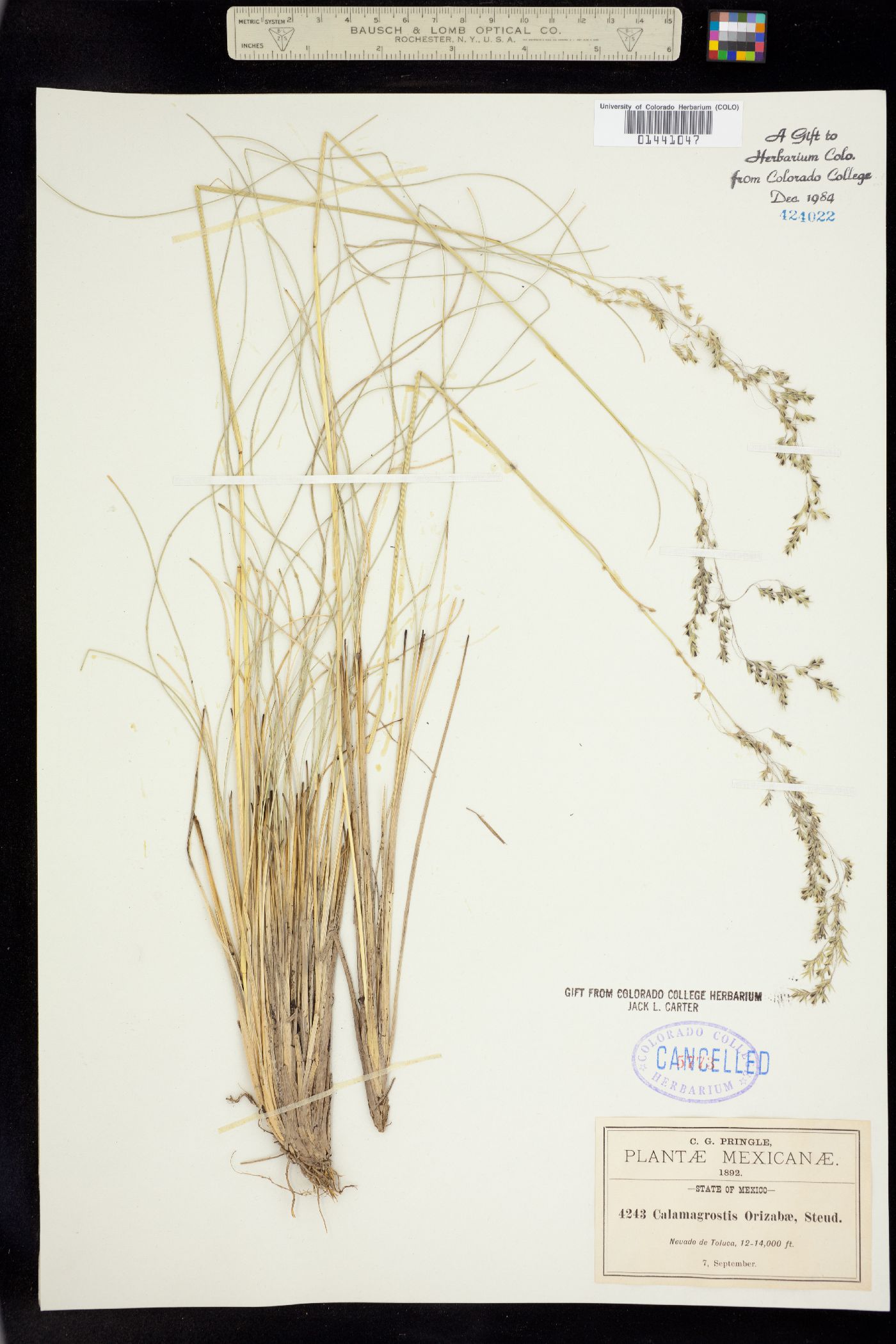 Calamagrostis orizabae image