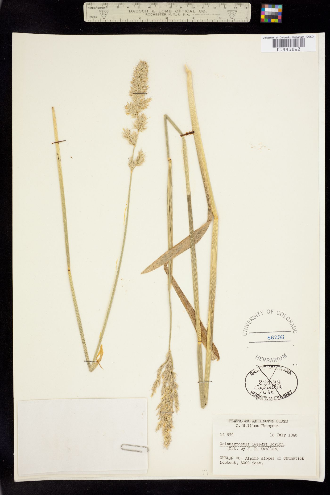 Calamagrostis tweedyi image