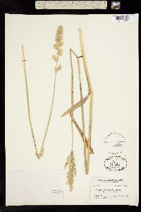 Image of Calamagrostis tweedyi