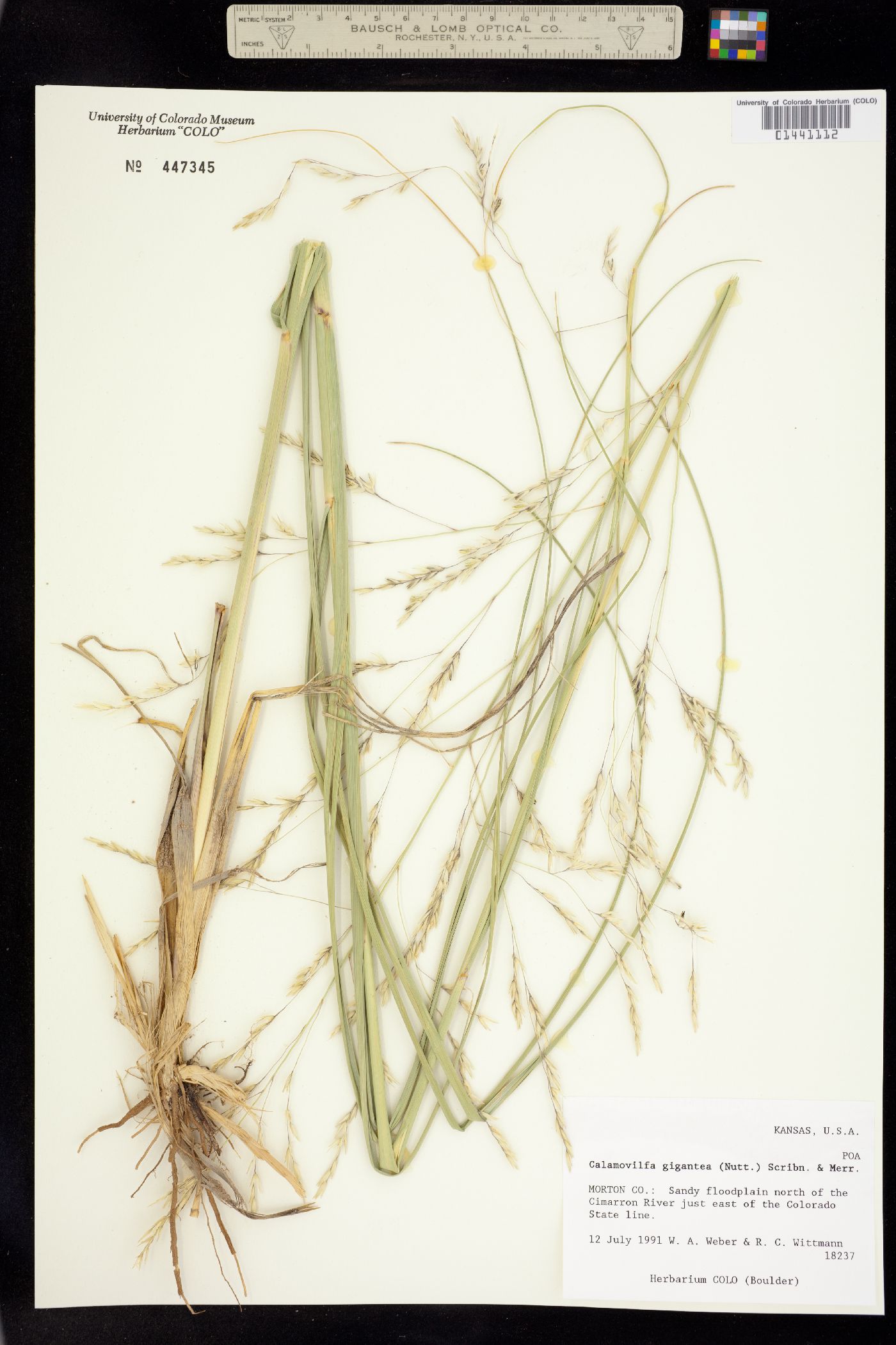 Calamovilfa gigantea image