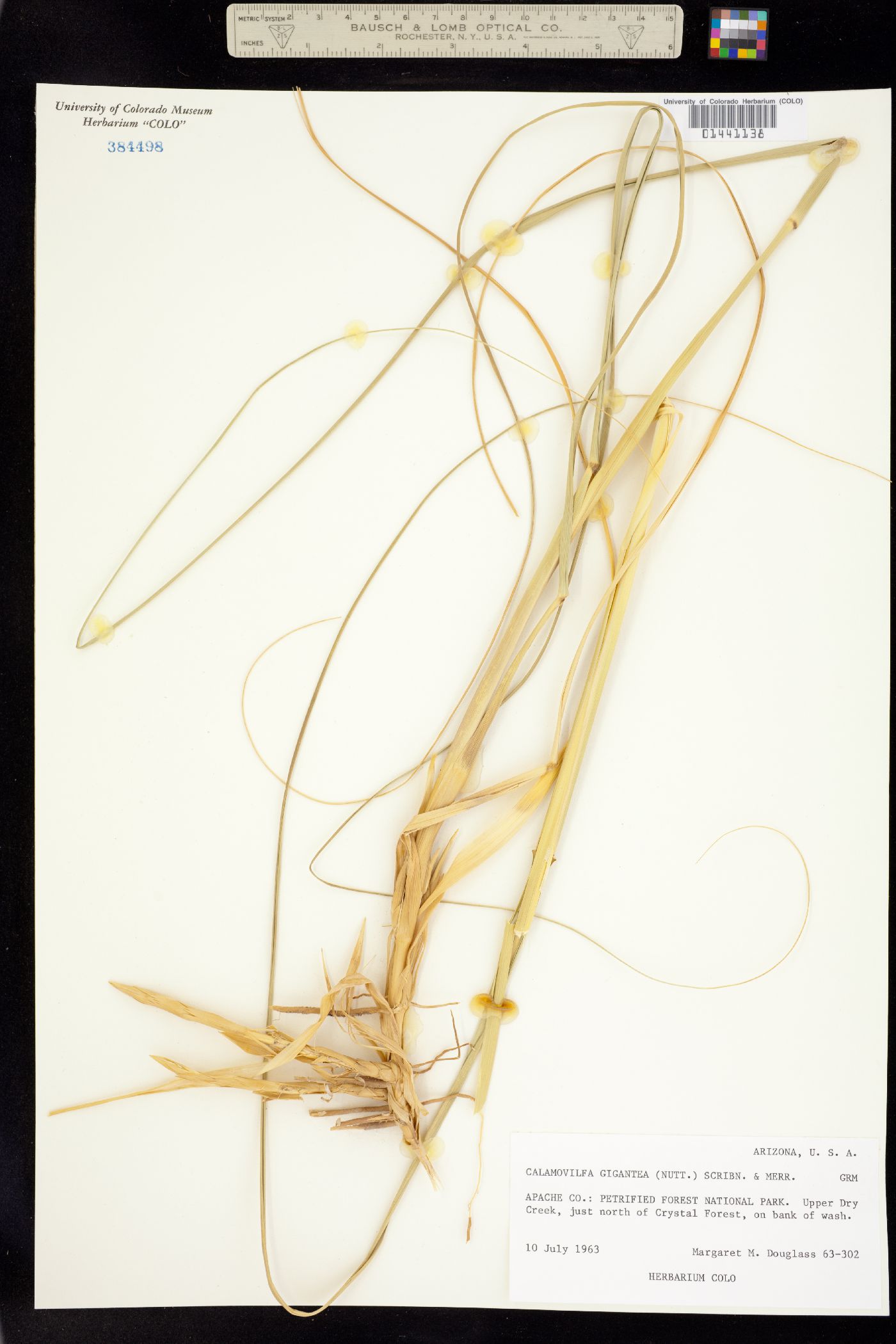 Calamovilfa gigantea image