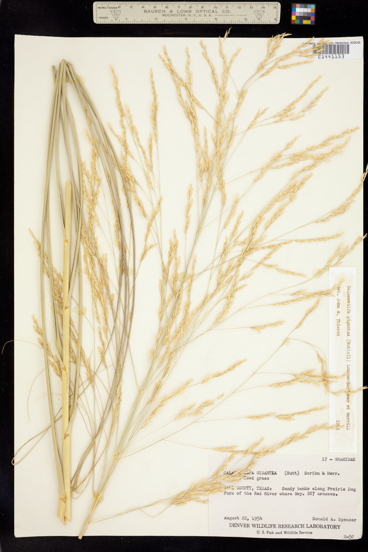 Calamovilfa gigantea image