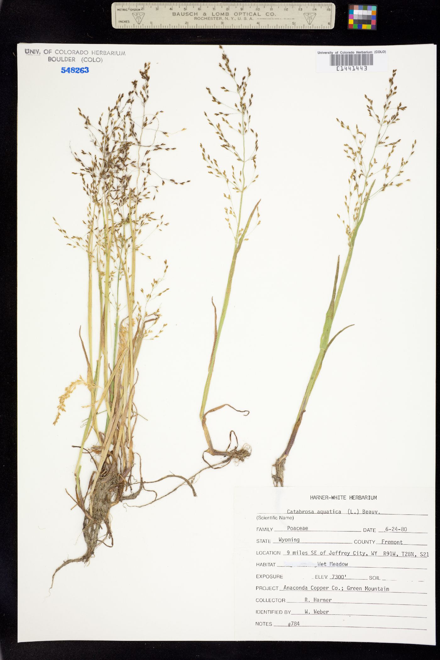 Catabrosa aquatica image