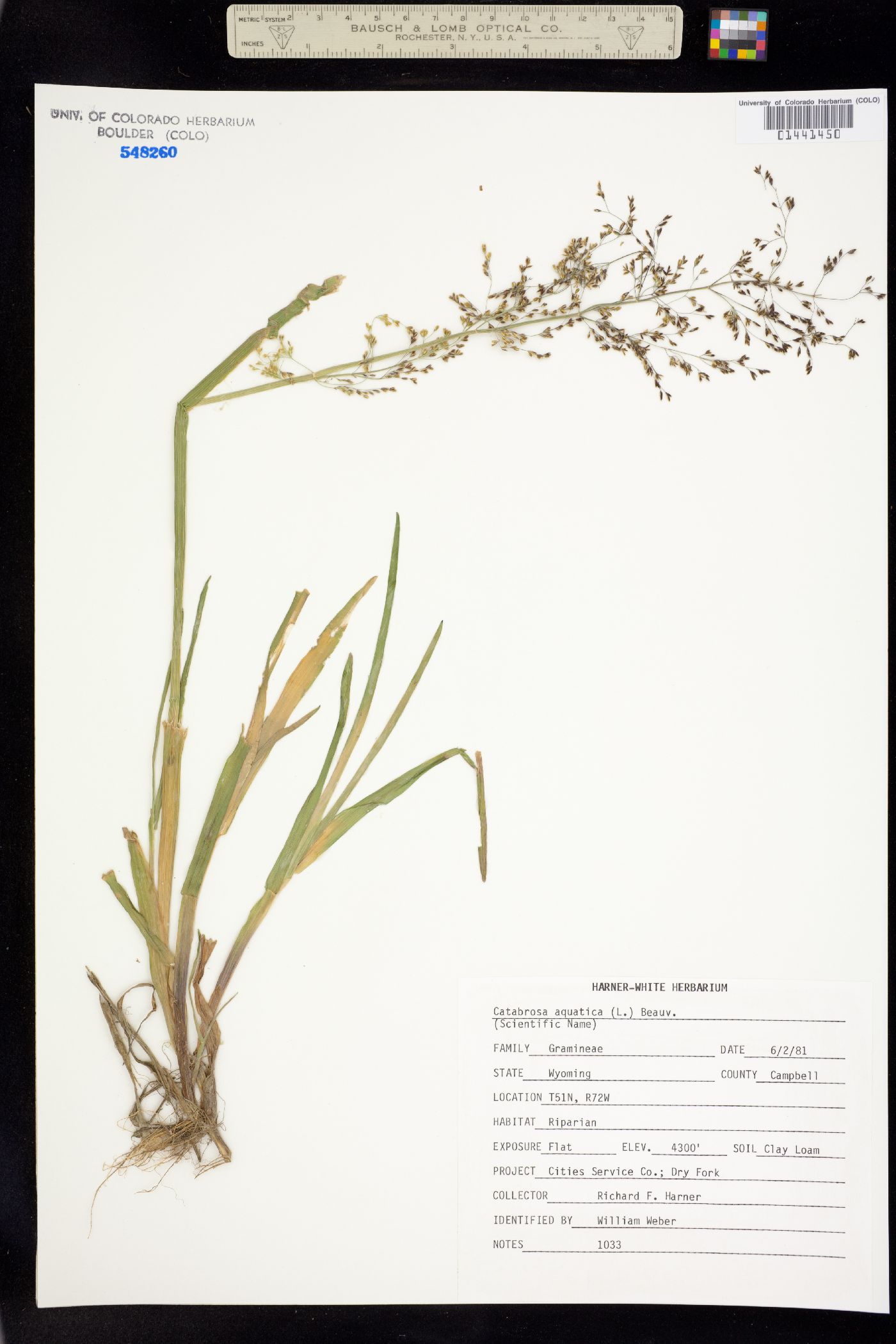 Catabrosa aquatica image