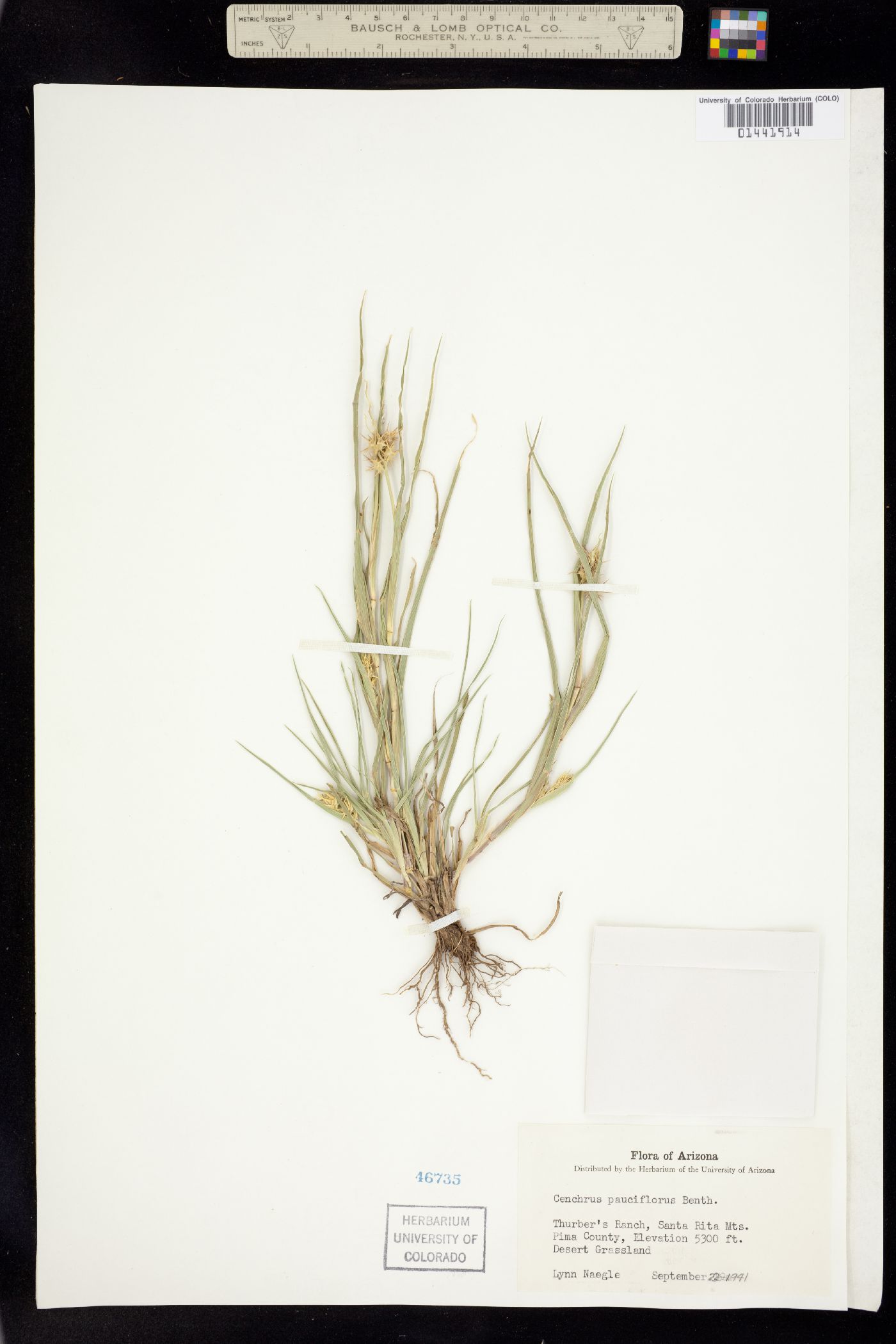 Cenchrus incertus image