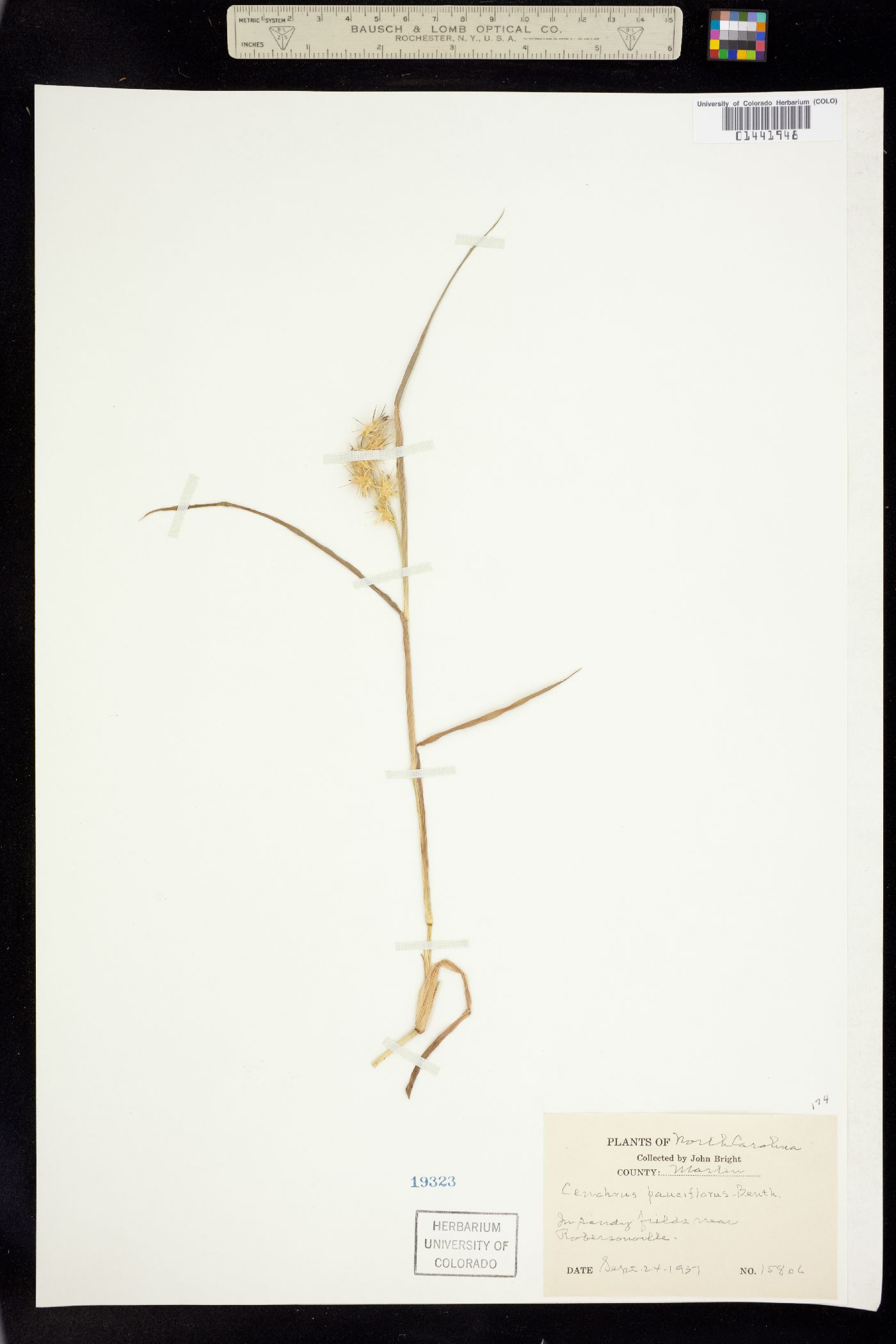 Cenchrus incertus image