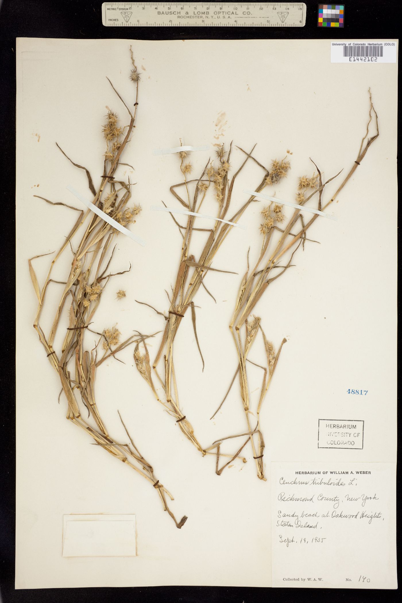 Cenchrus tribuloides image