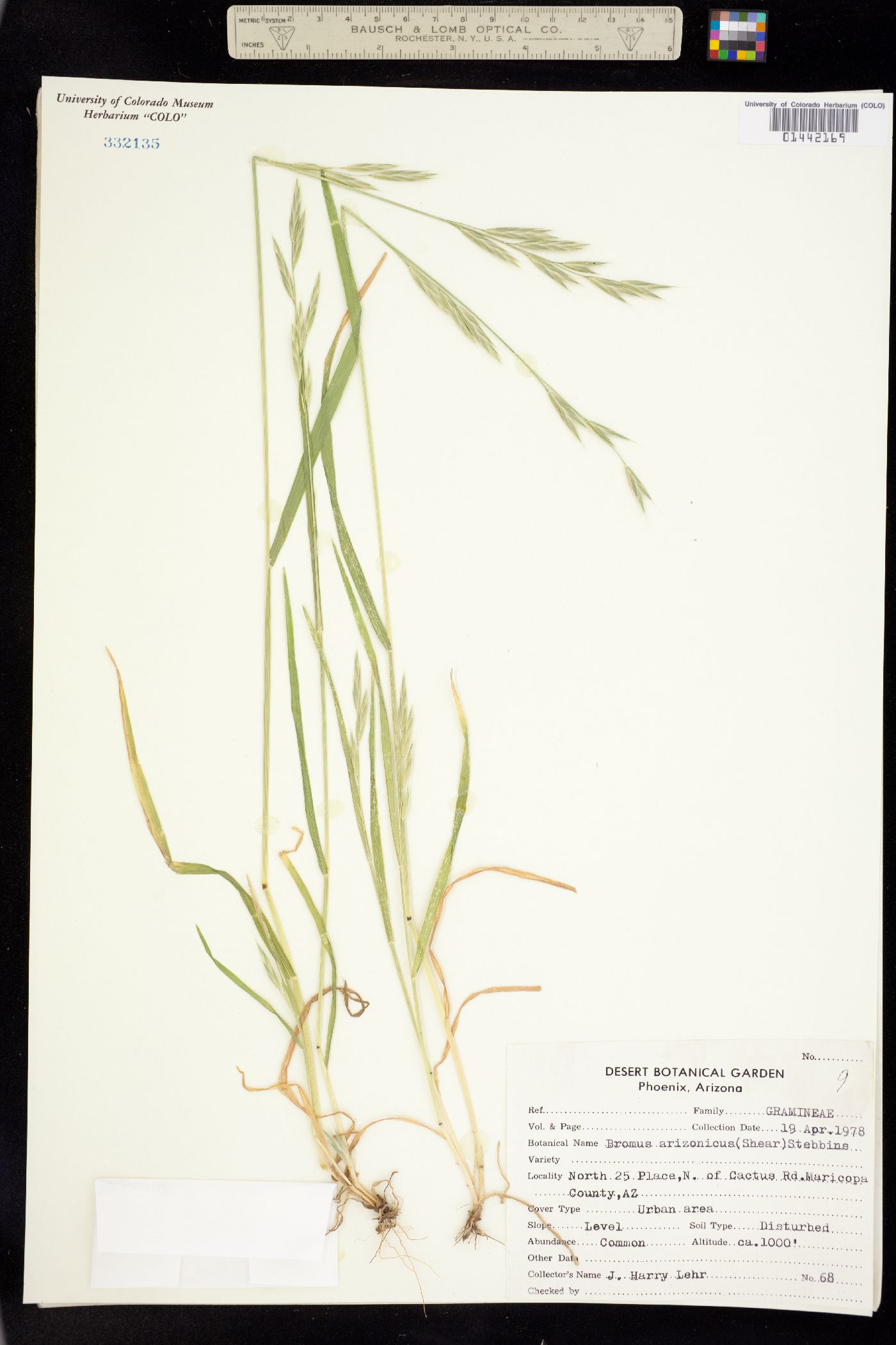 Bromus arizonicus image
