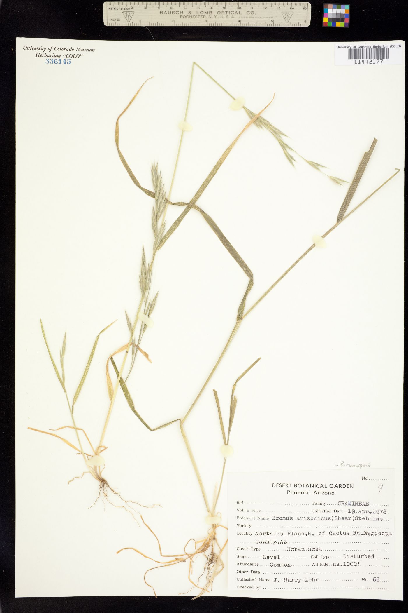 Bromus arizonicus image