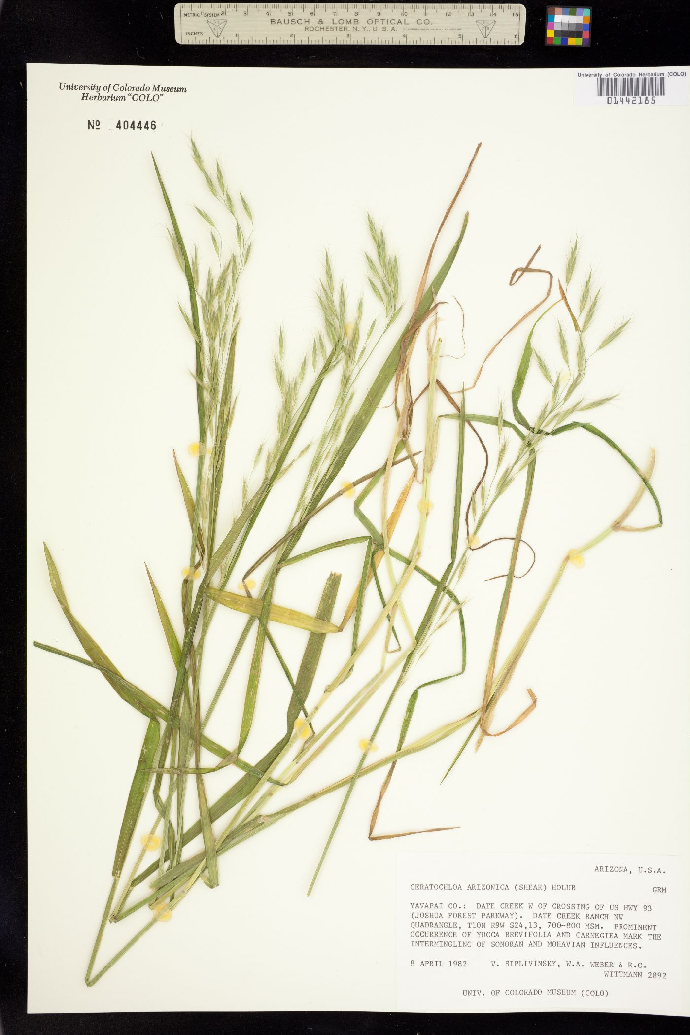 Bromus arizonicus image