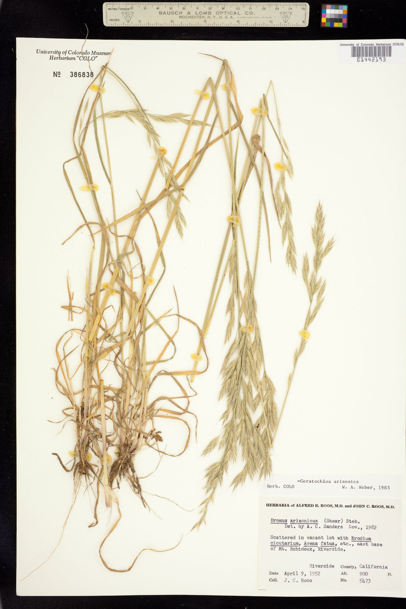 Bromus arizonicus image