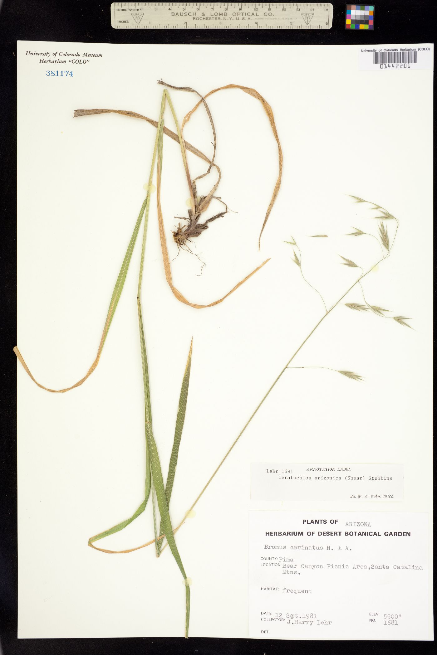 Bromus arizonicus image