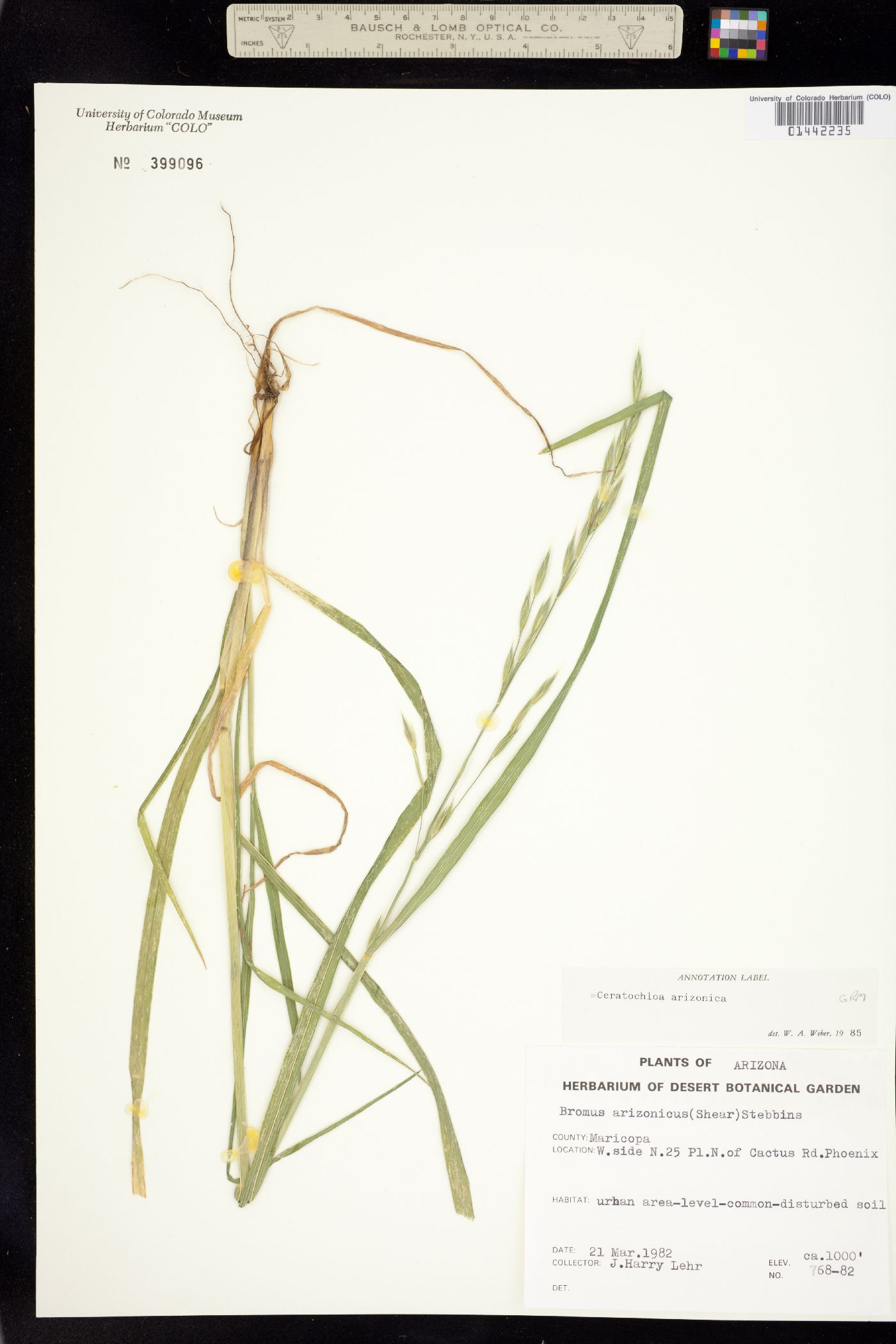 Bromus arizonicus image