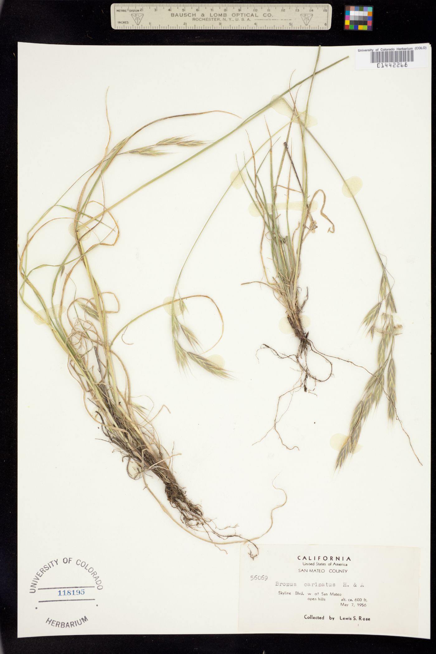 Bromus catharticus image