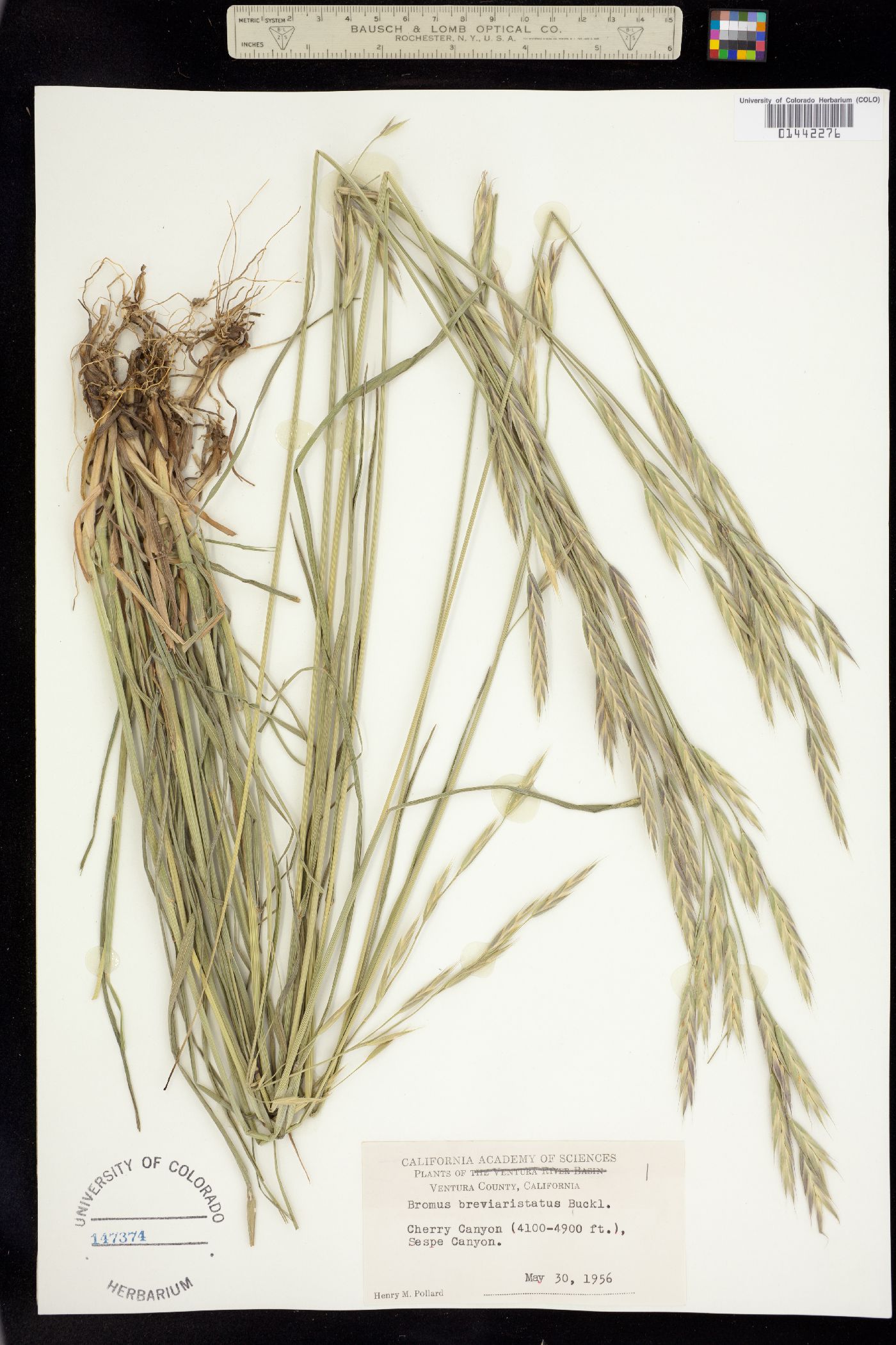 Bromus catharticus image