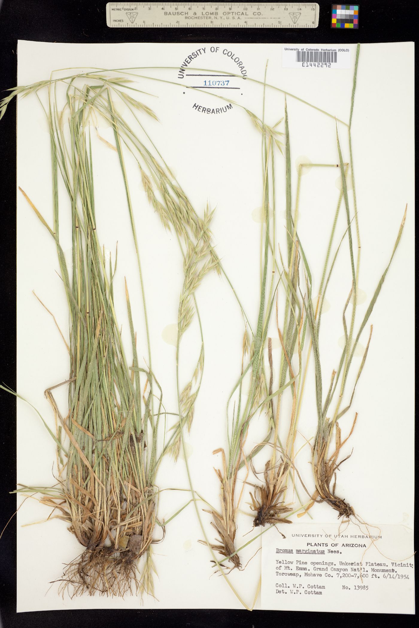 Bromus catharticus image