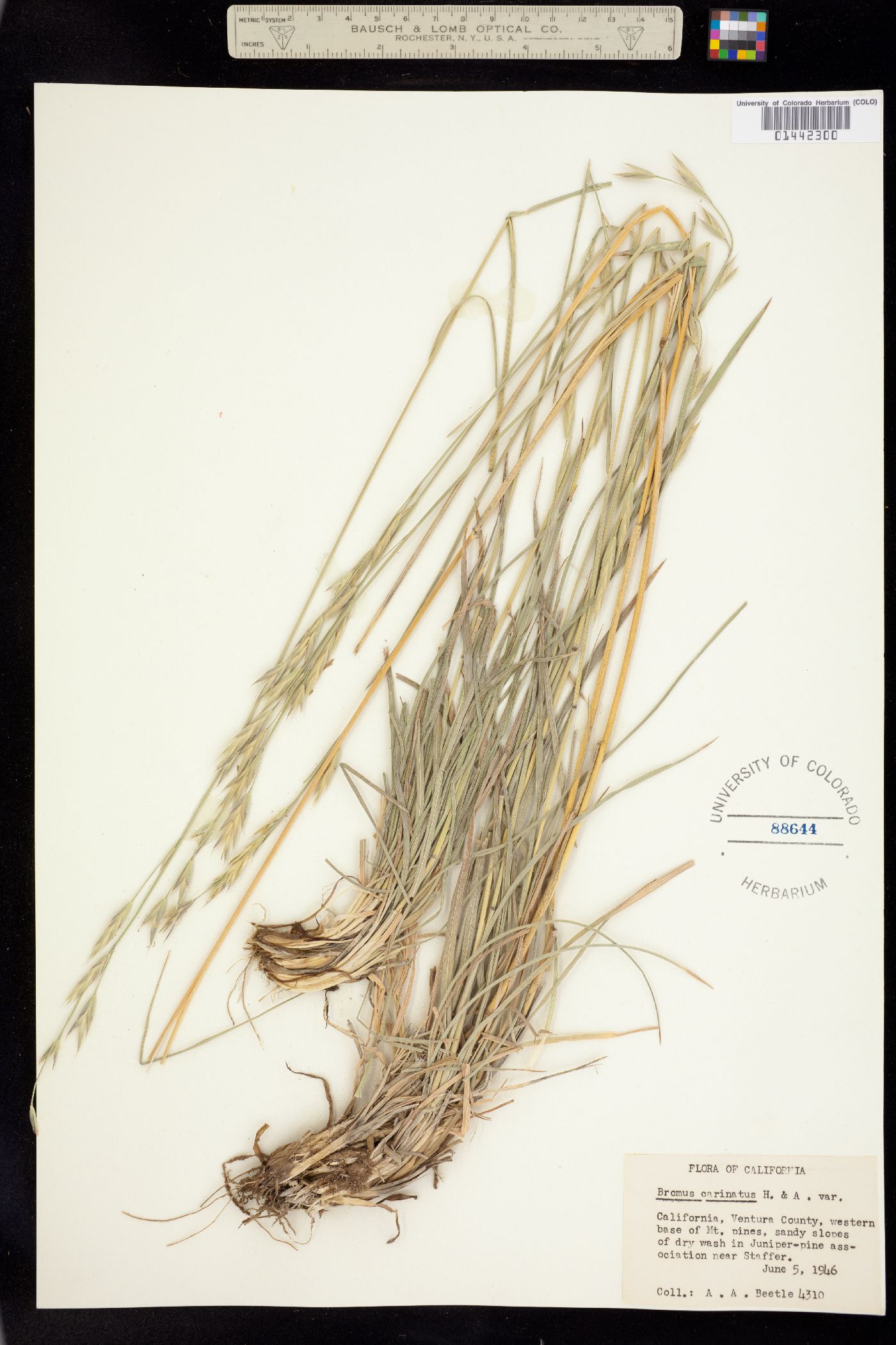 Bromus catharticus image