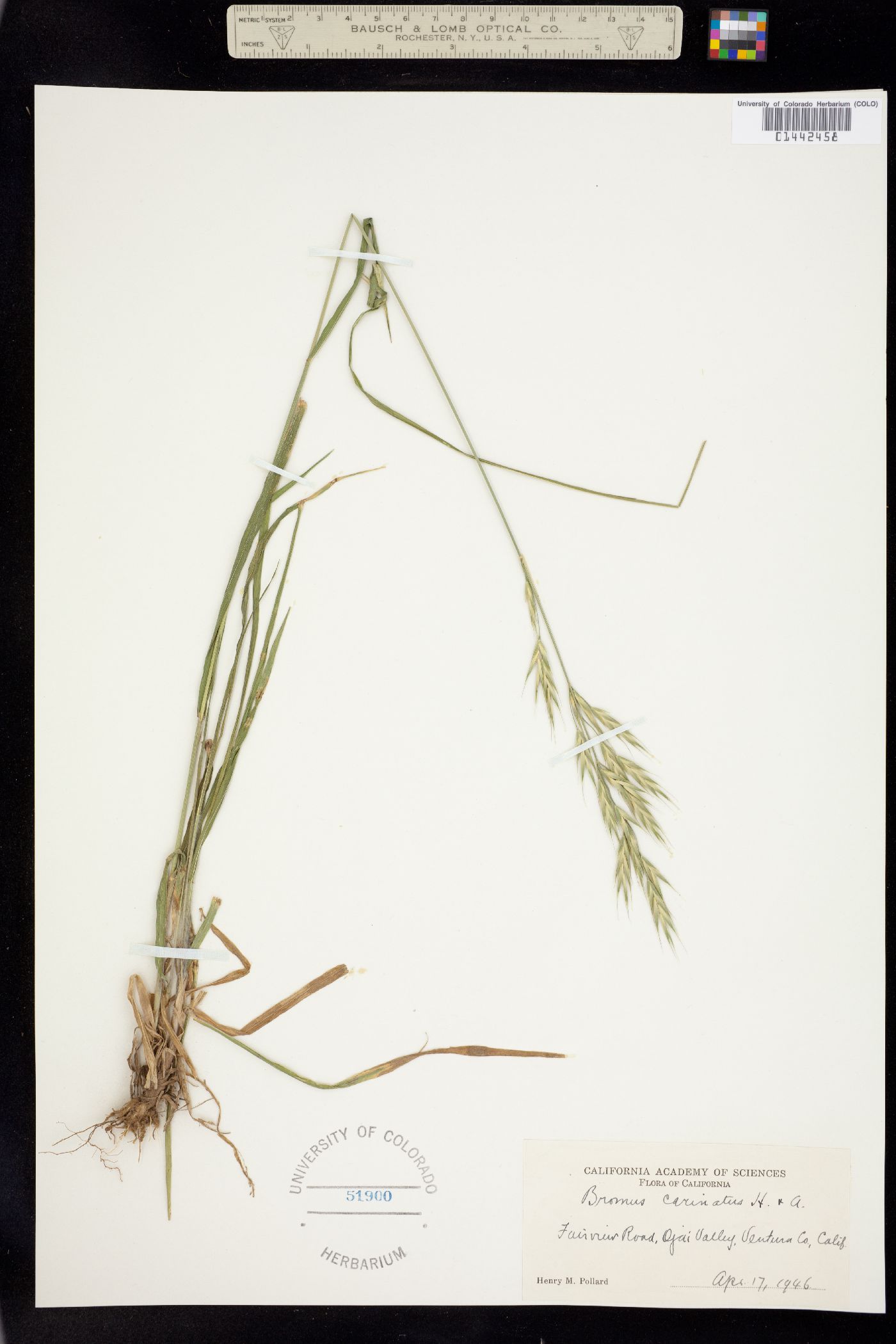 Bromus image