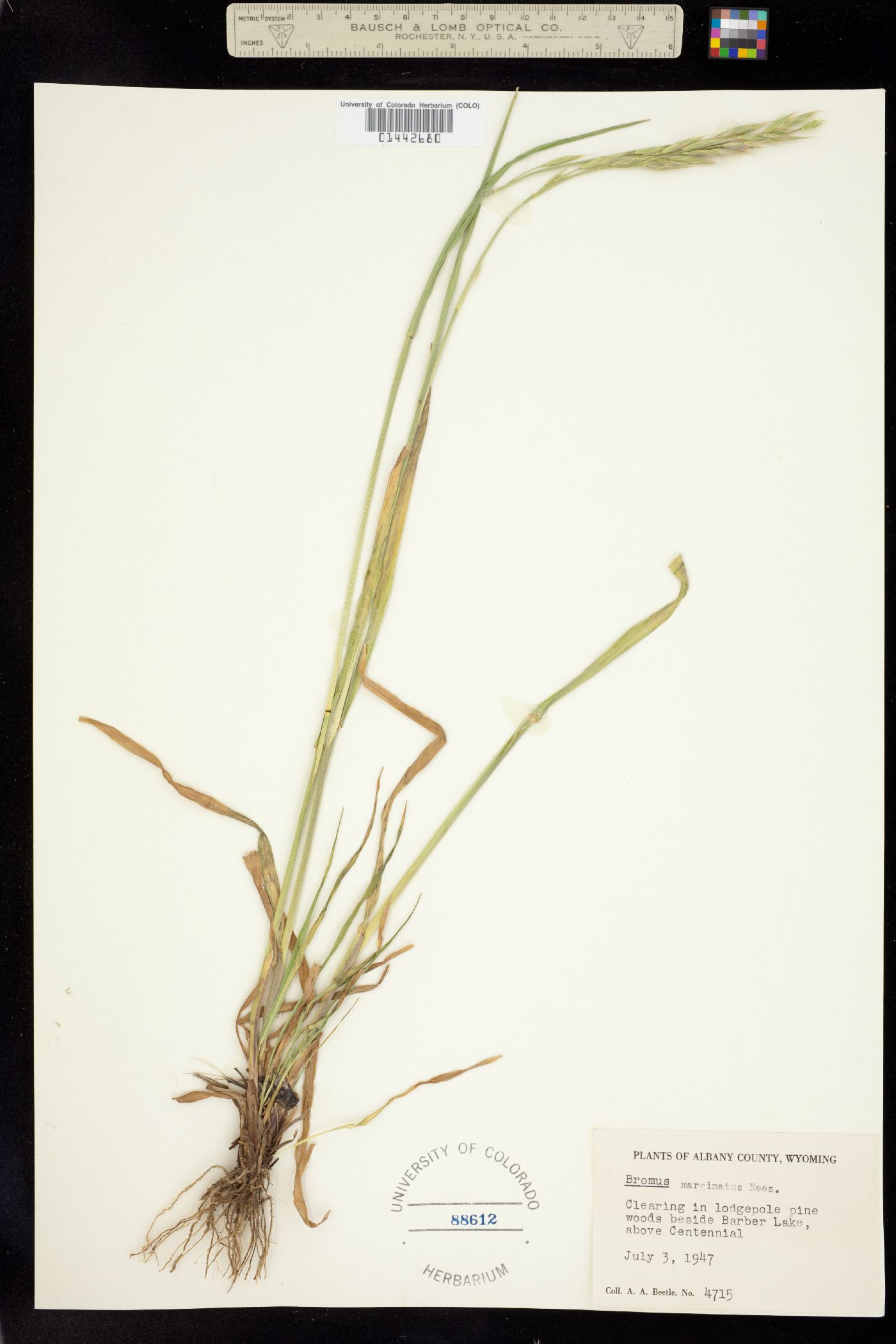 Bromus image