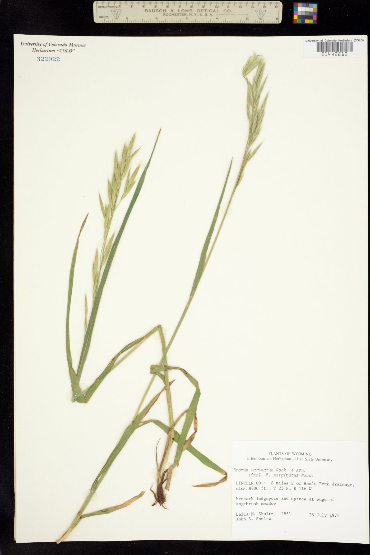 Bromus carinatus image