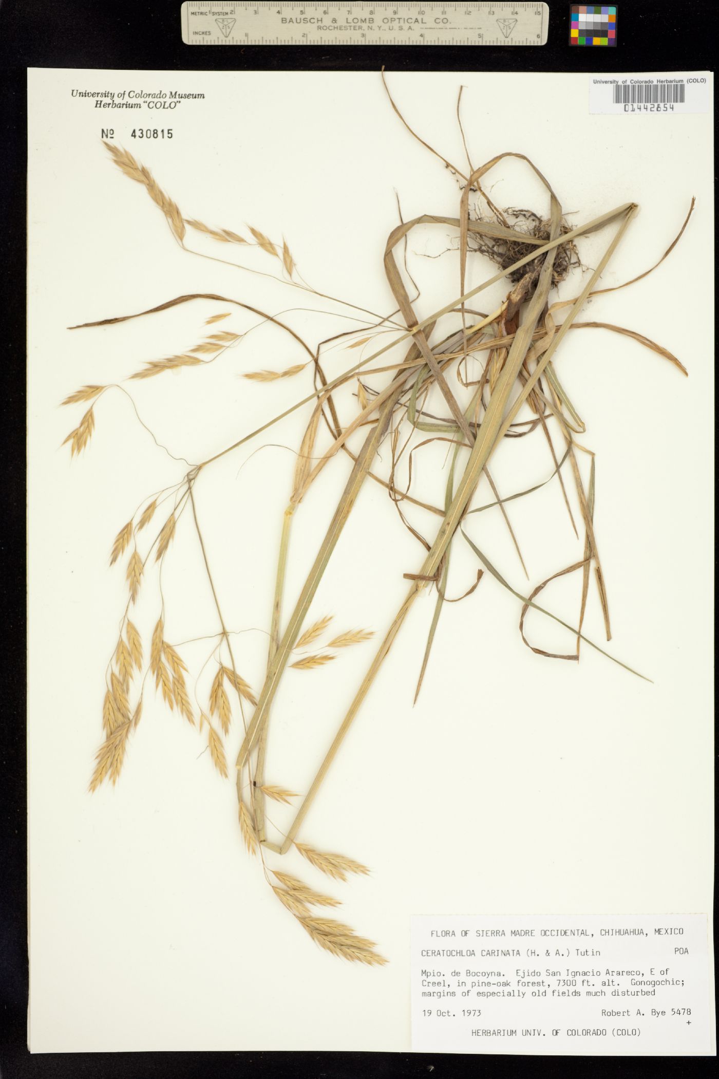 Bromus image