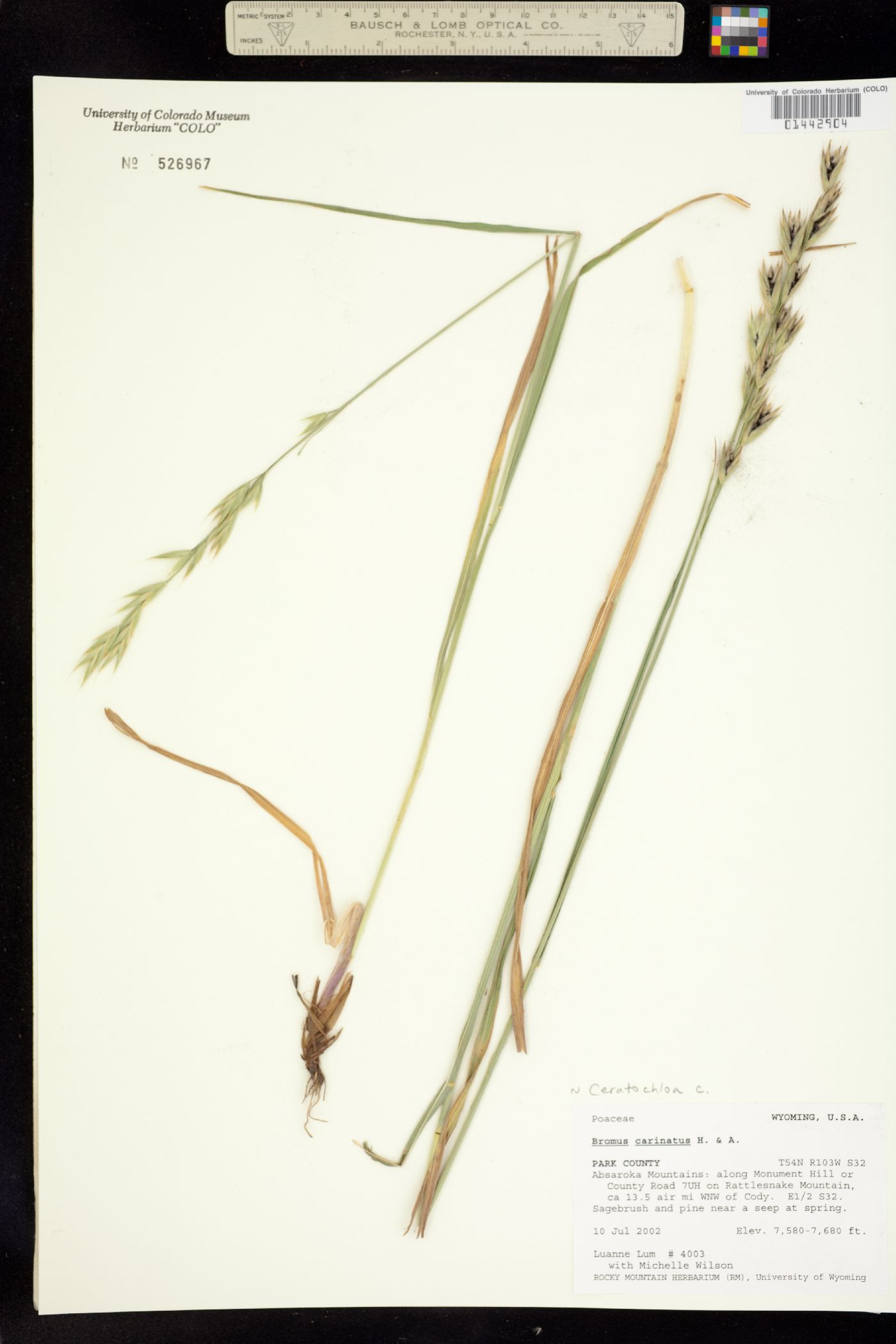 Bromus image