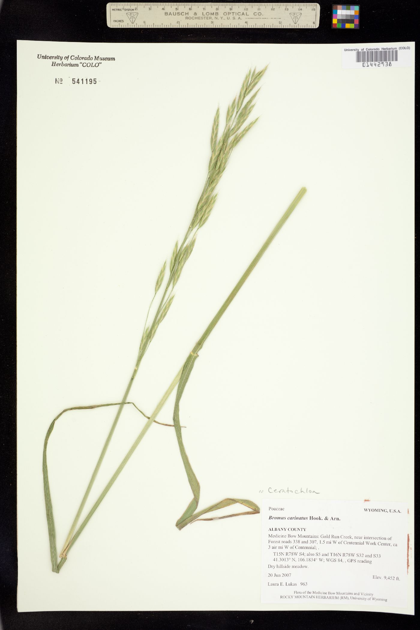 Bromus carinatus image