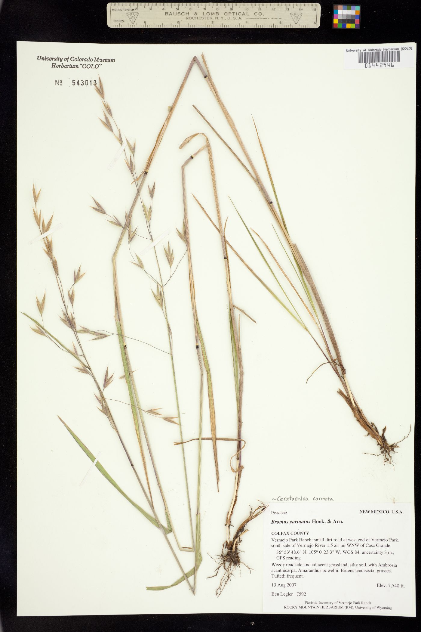 Bromus image
