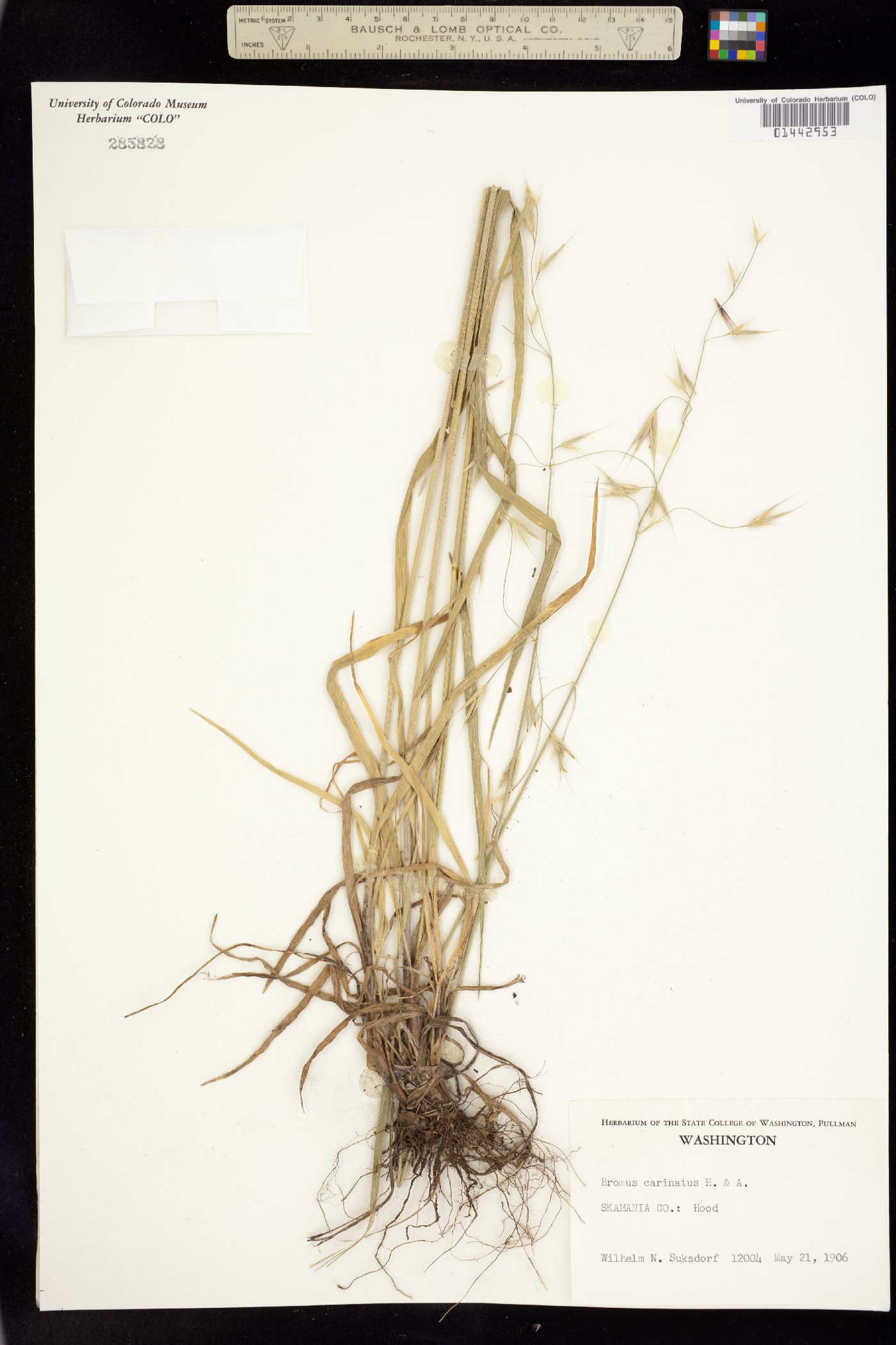 Bromus carinatus image