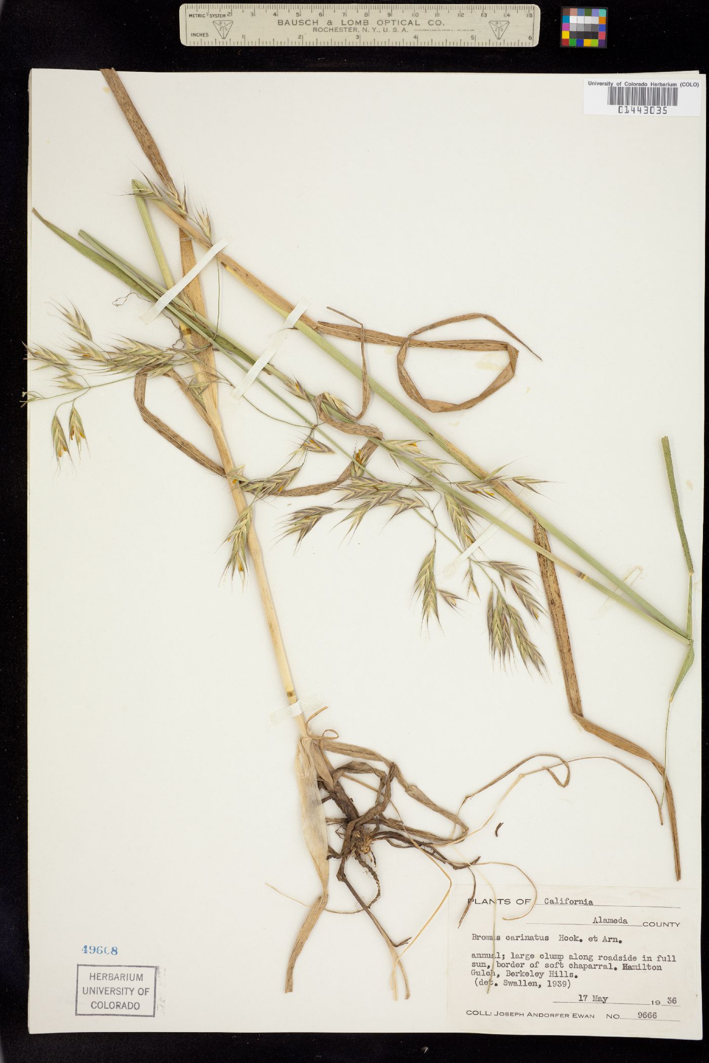 Bromus carinatus image