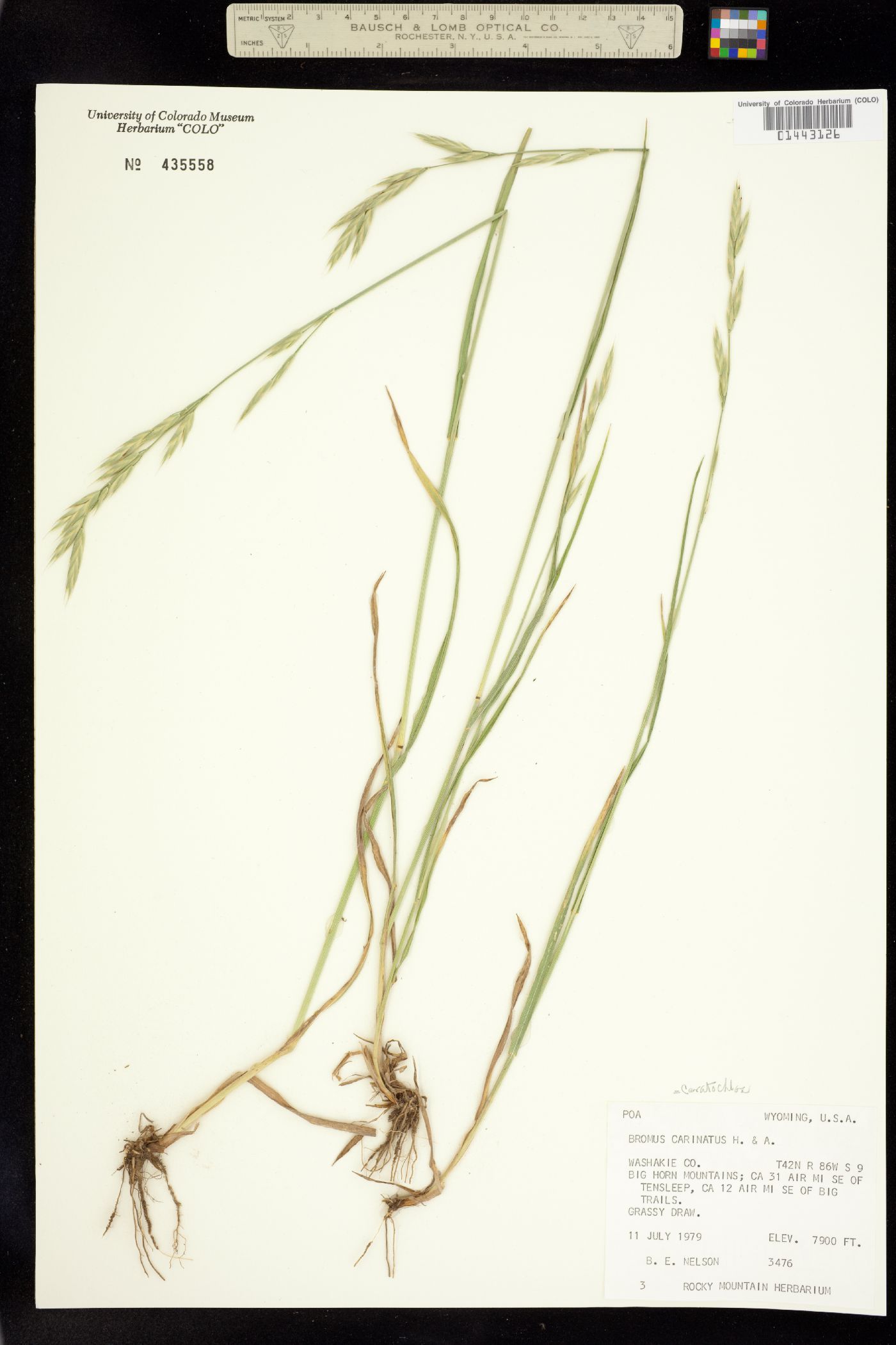 Bromus carinatus image