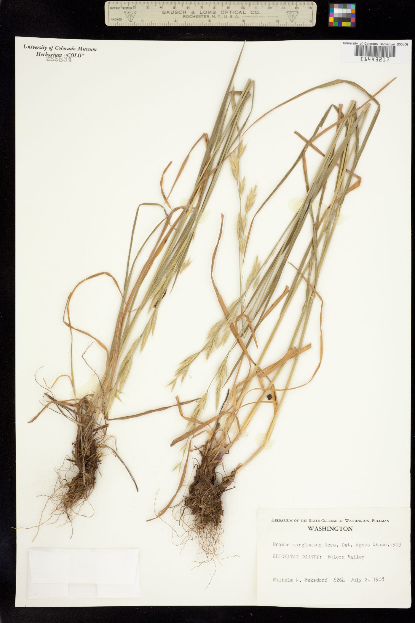 Bromus carinatus image