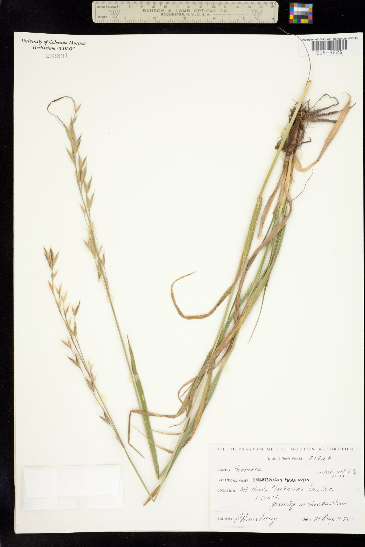 Bromus image