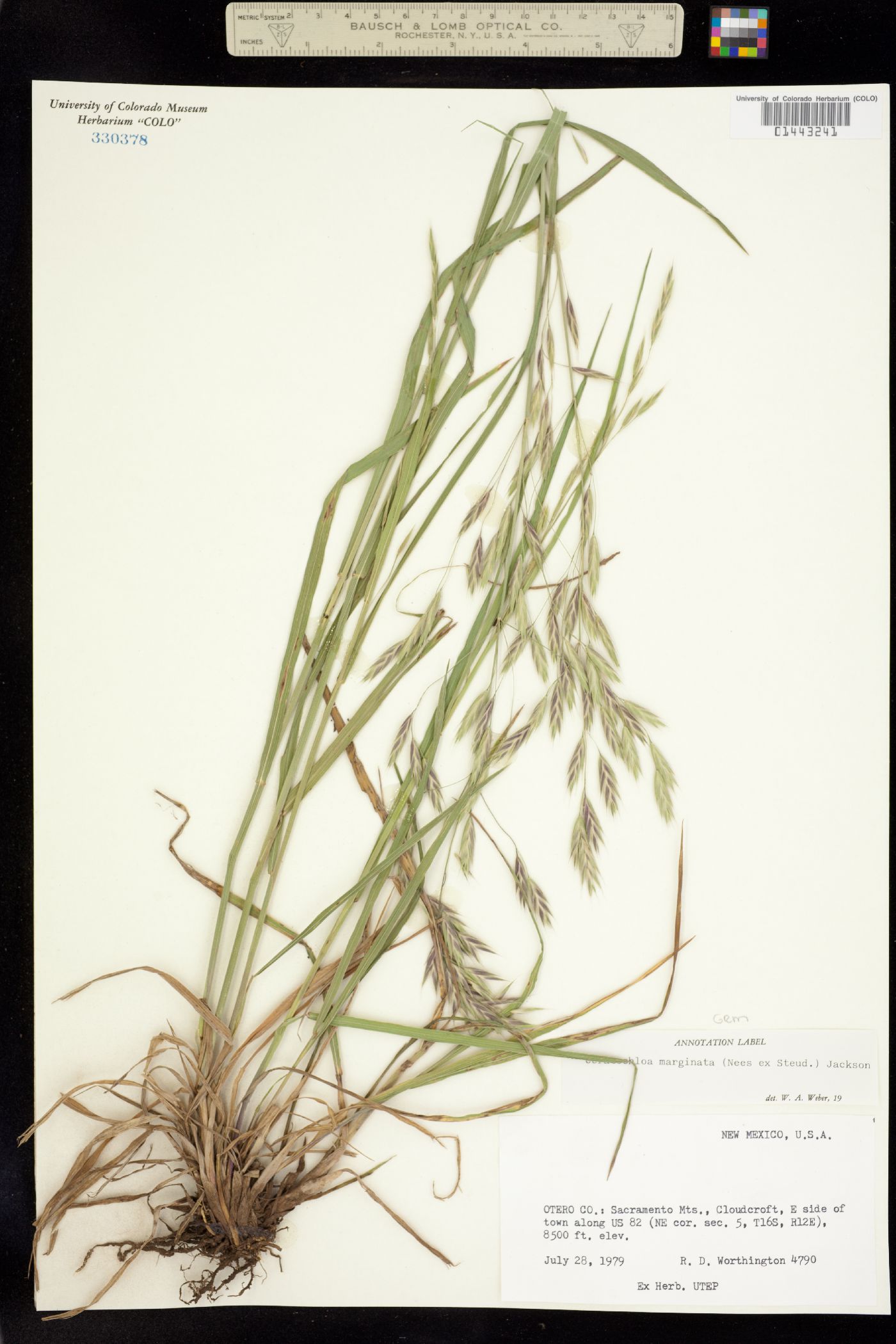 Bromus carinatus image
