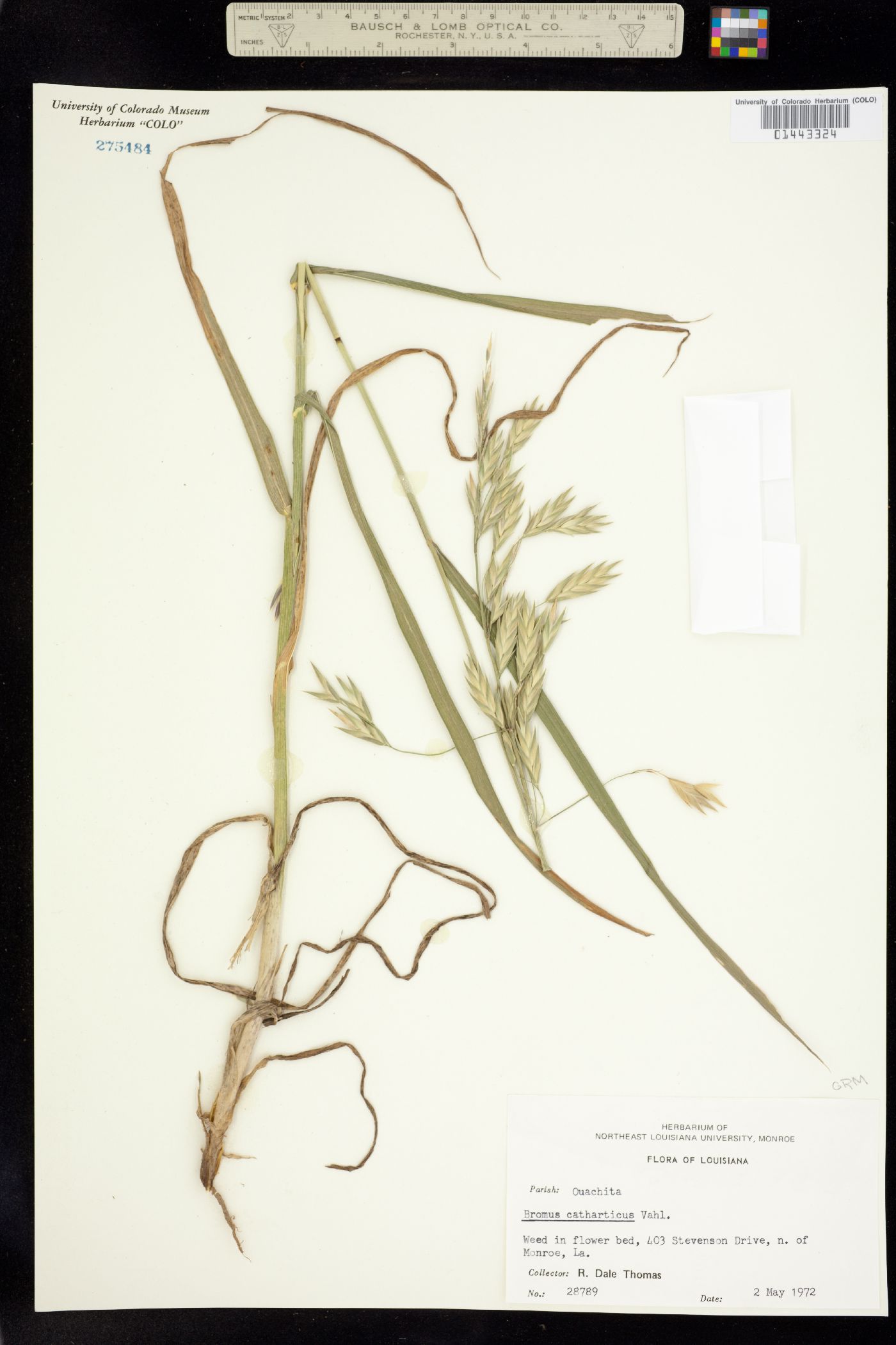 Bromus catharticus image