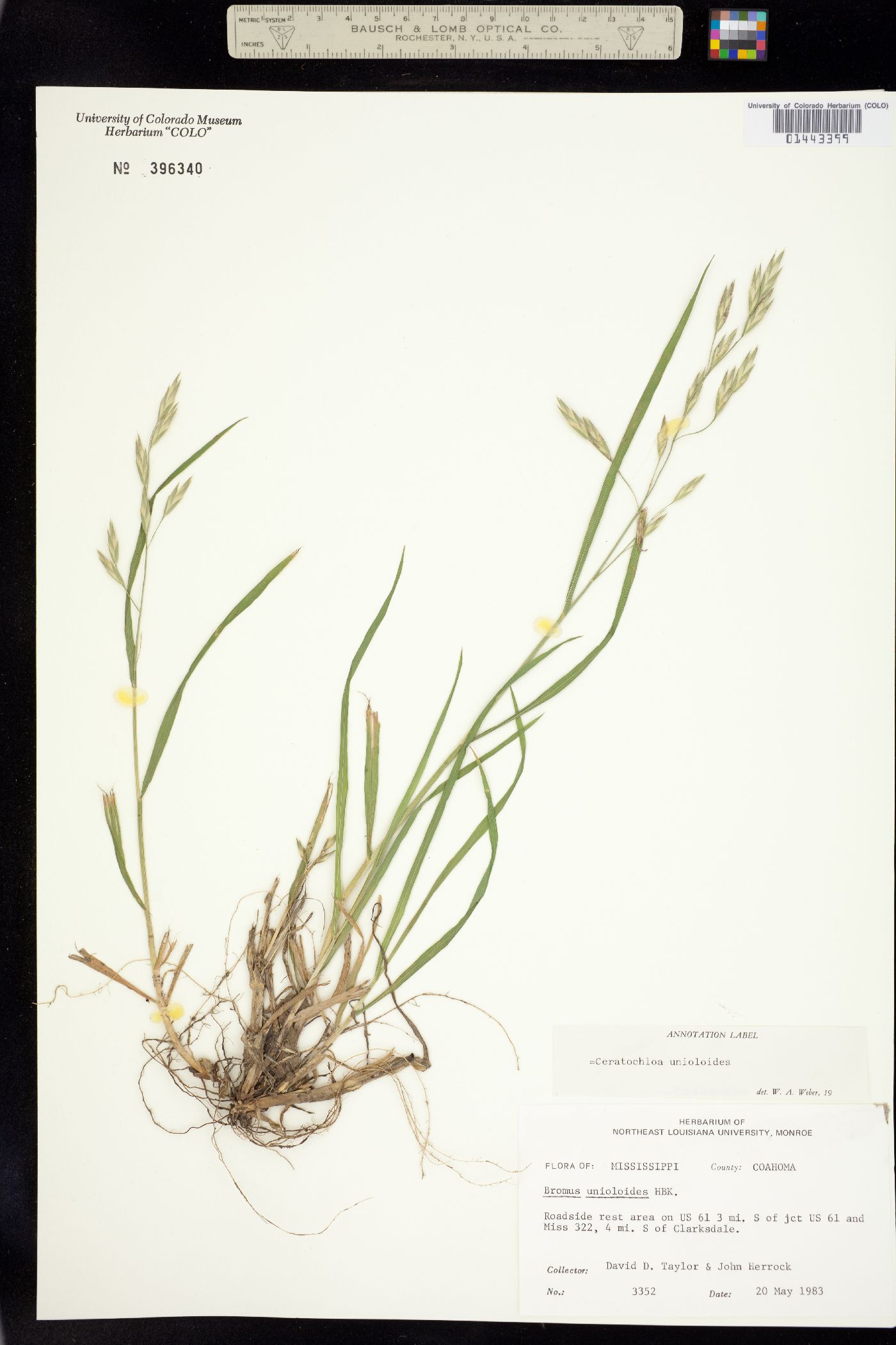 Bromus catharticus image