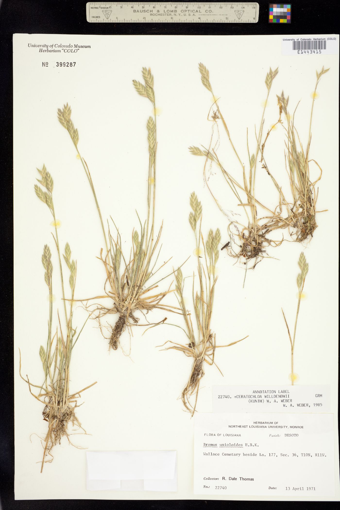 Bromus catharticus image