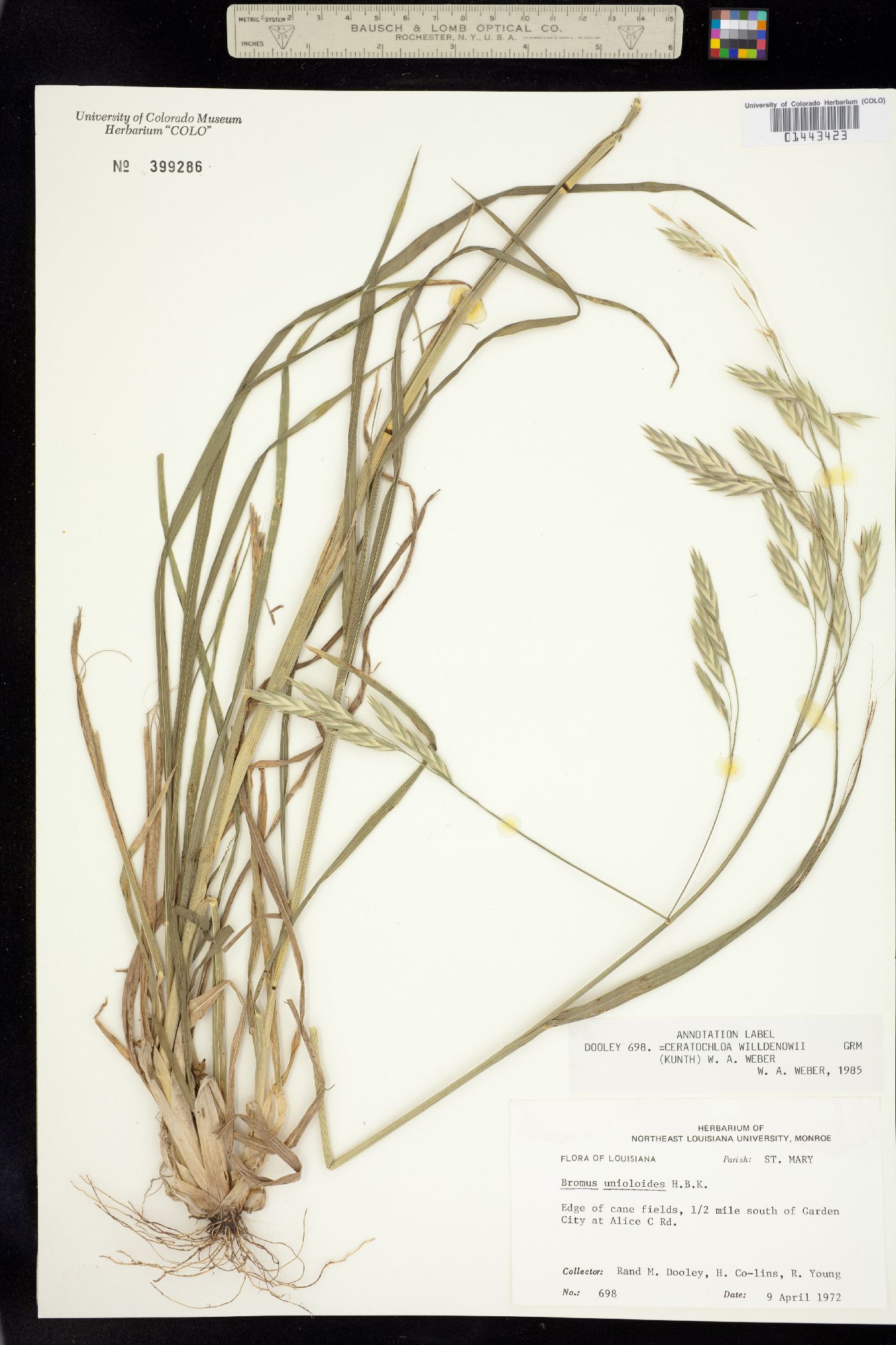 Bromus catharticus image