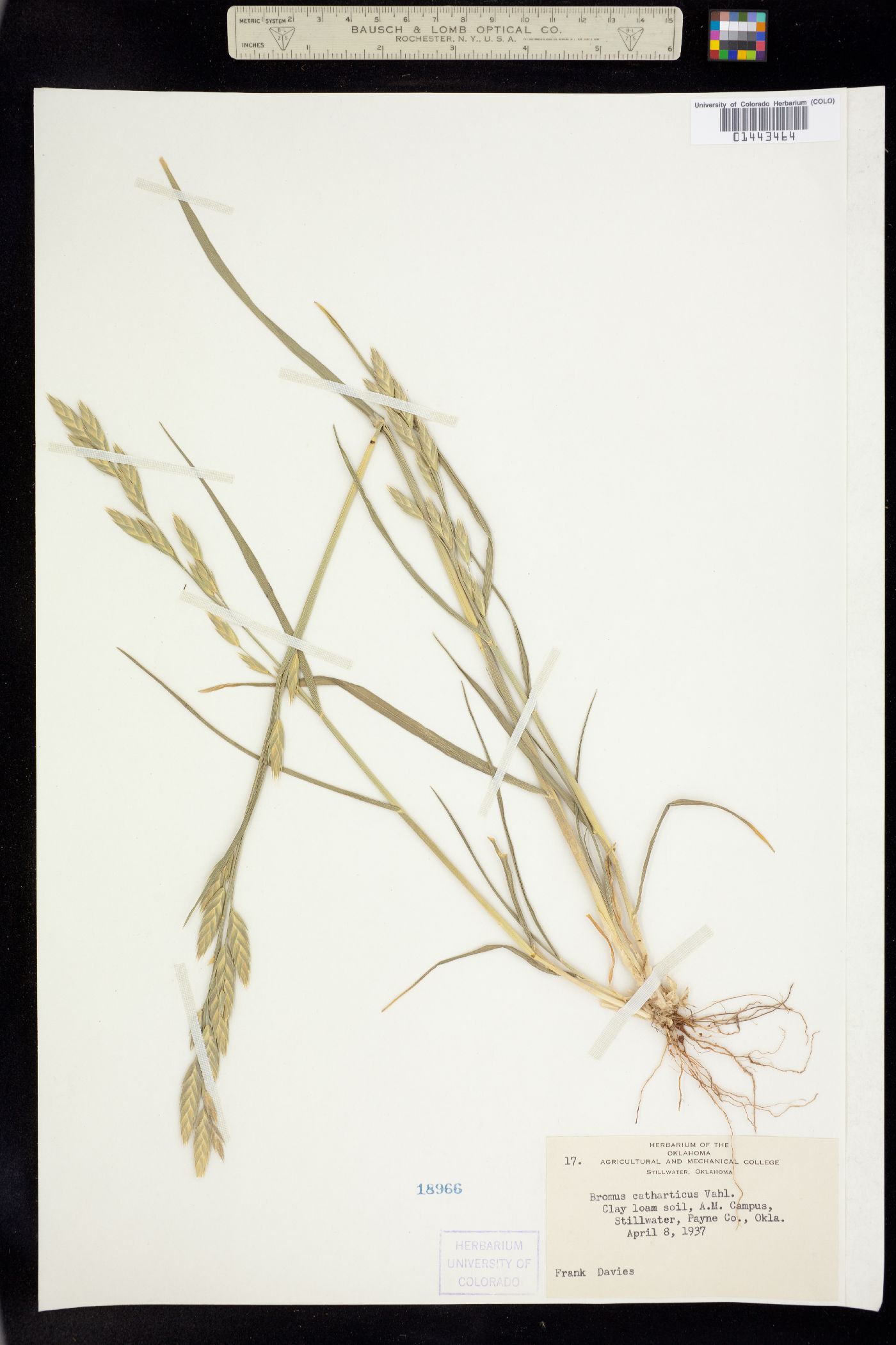 Bromus catharticus image