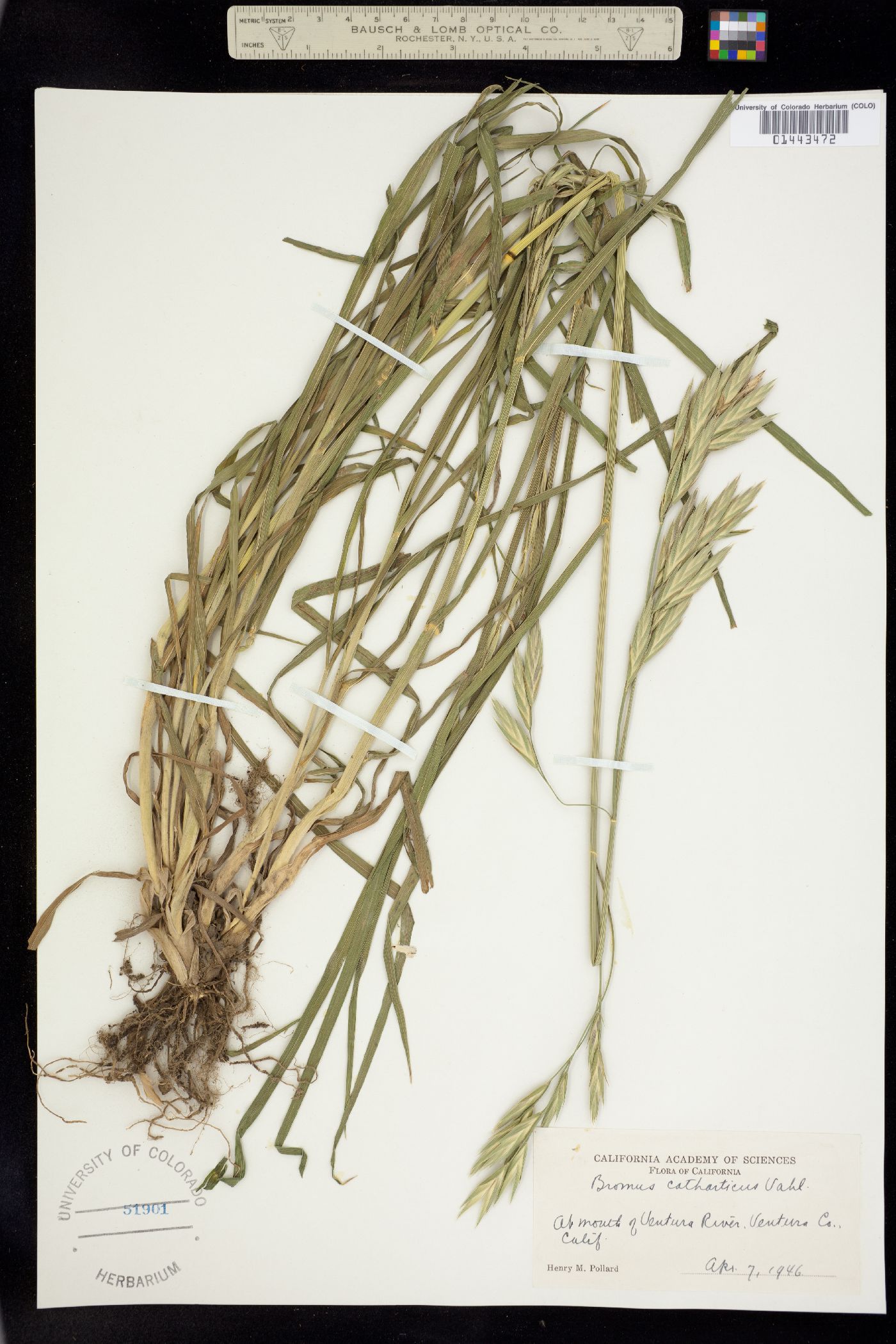 Bromus catharticus image