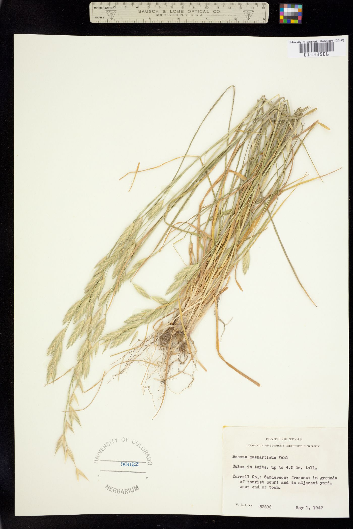 Bromus catharticus image