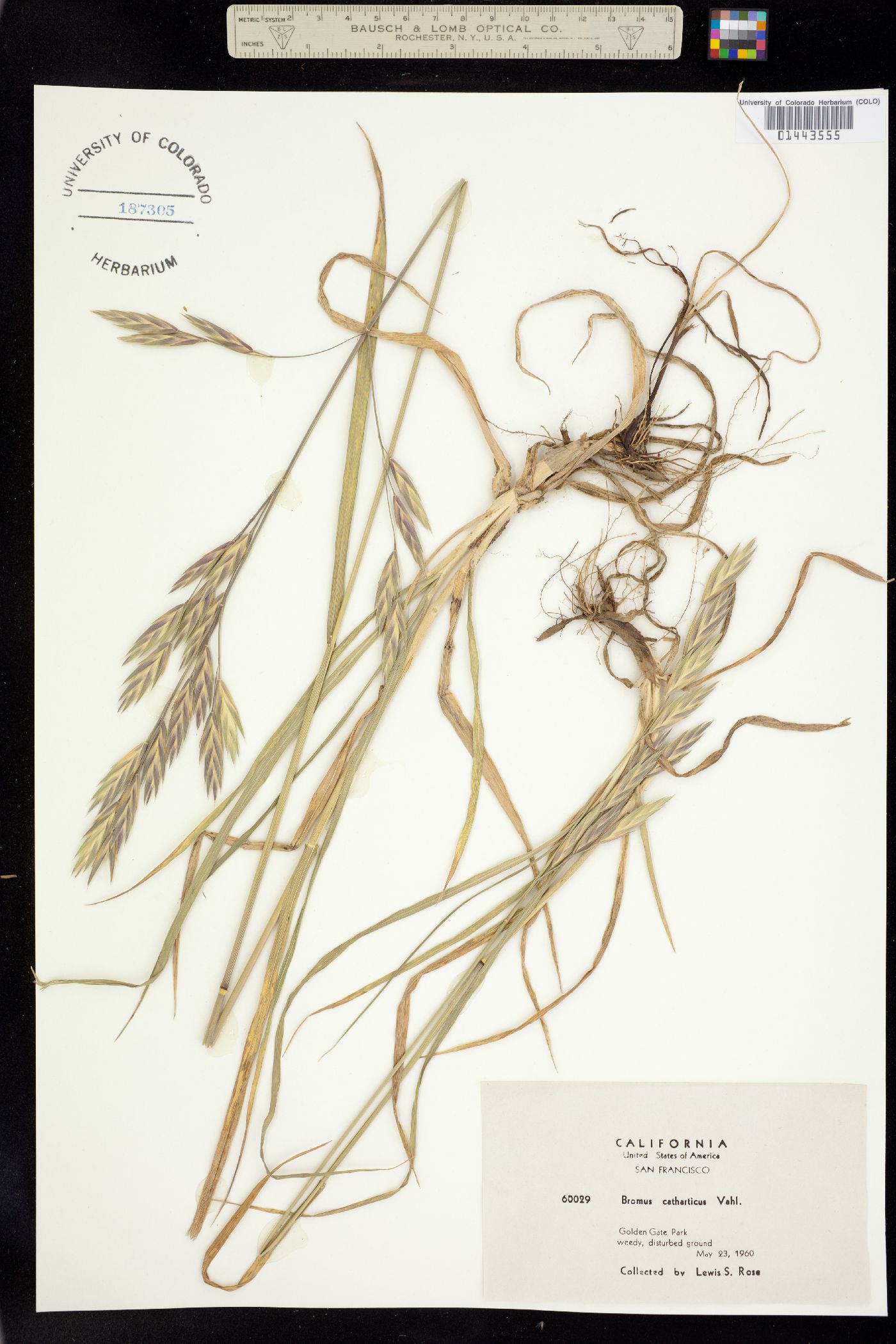 Bromus catharticus image