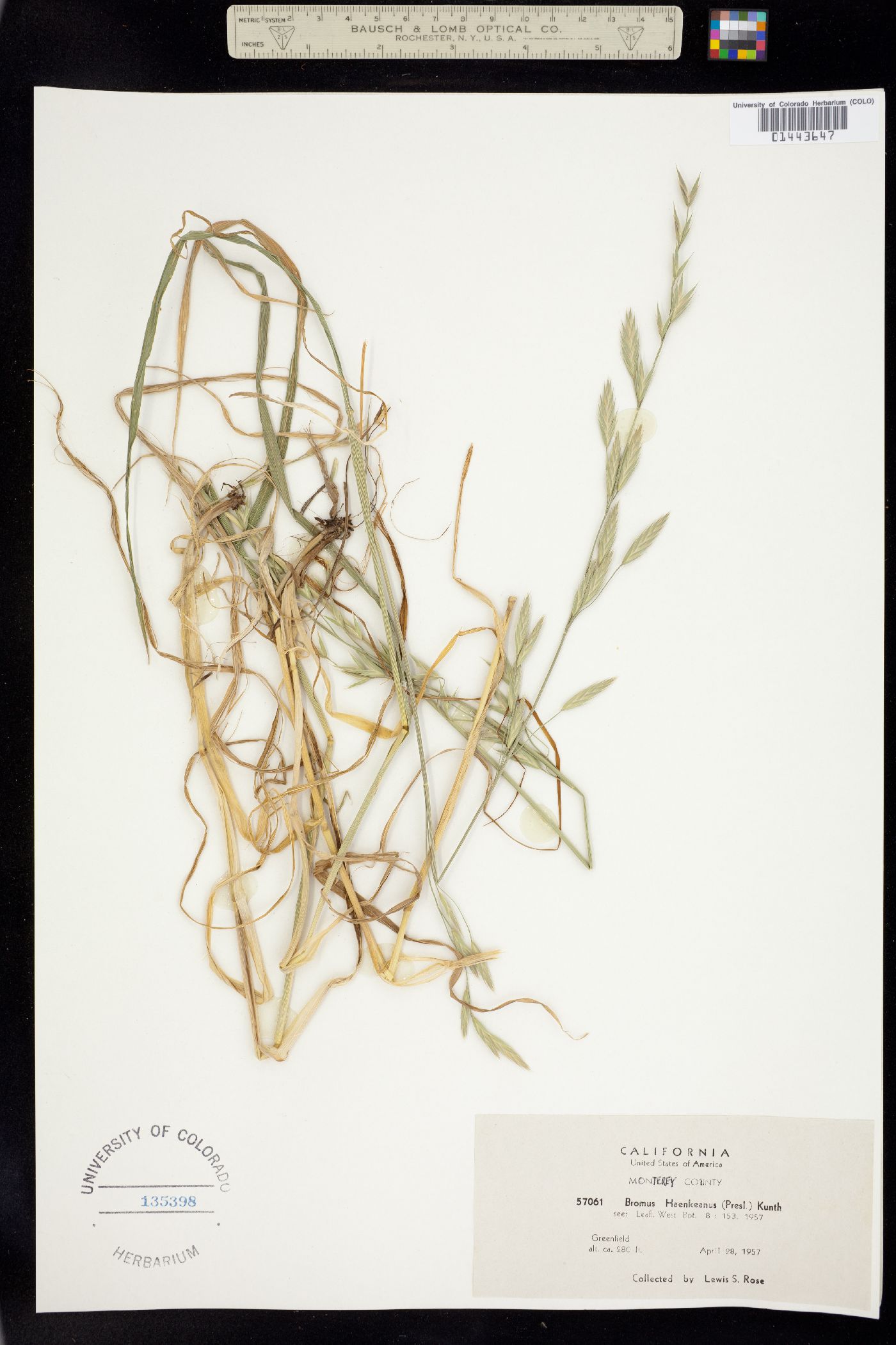 Bromus catharticus image