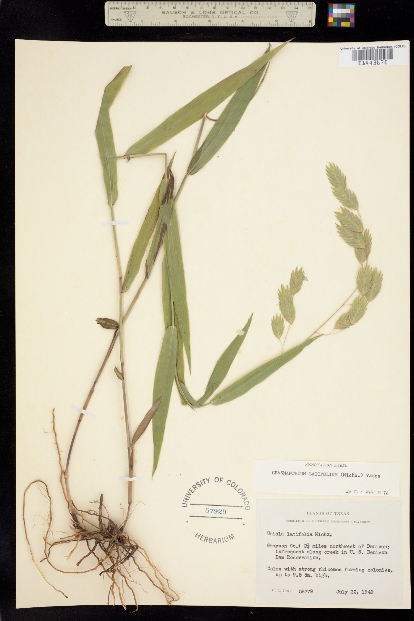 Chasmanthium latifolium image