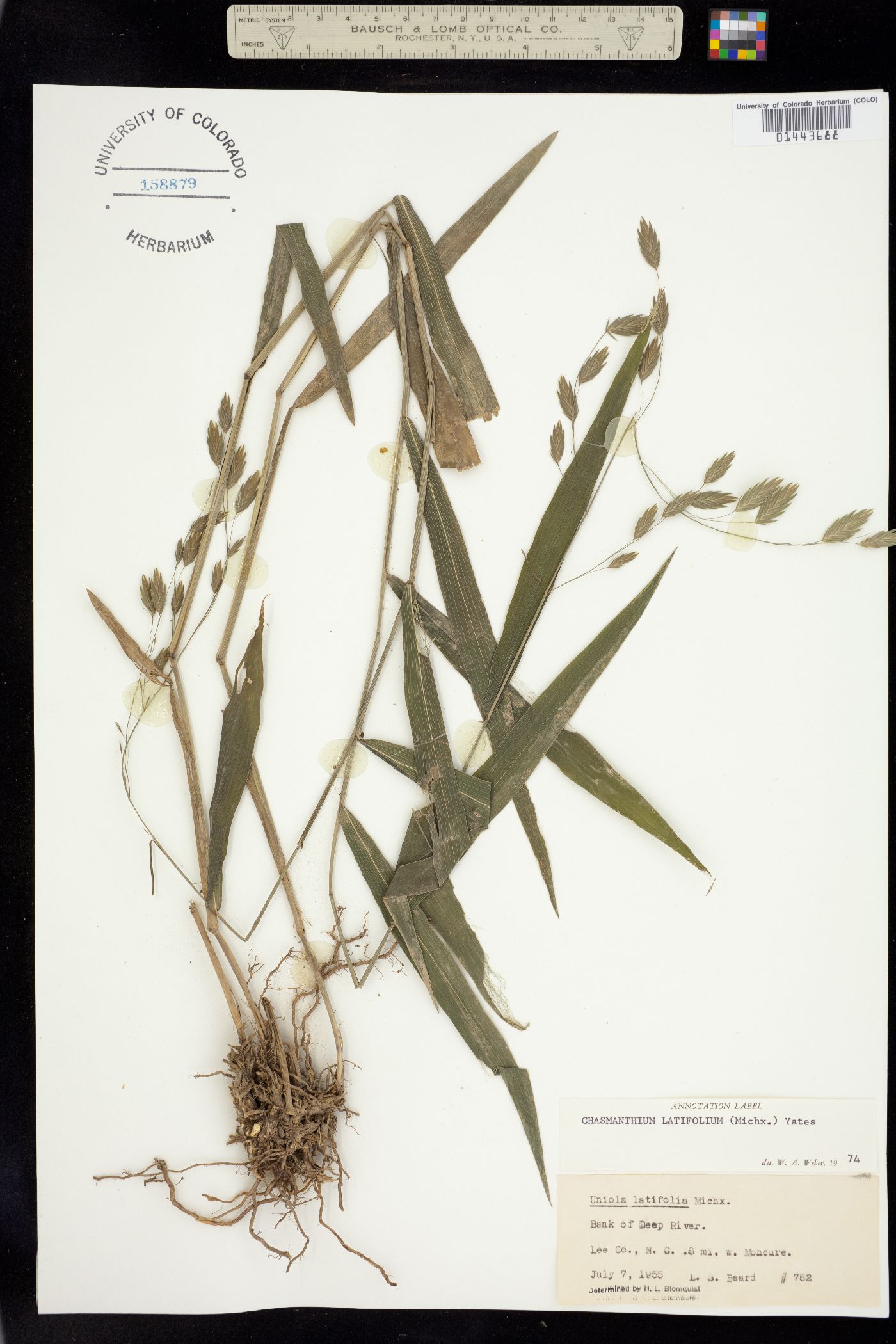 Chasmanthium latifolium image