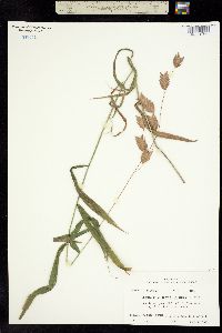 Image of Chasmanthium latifolium